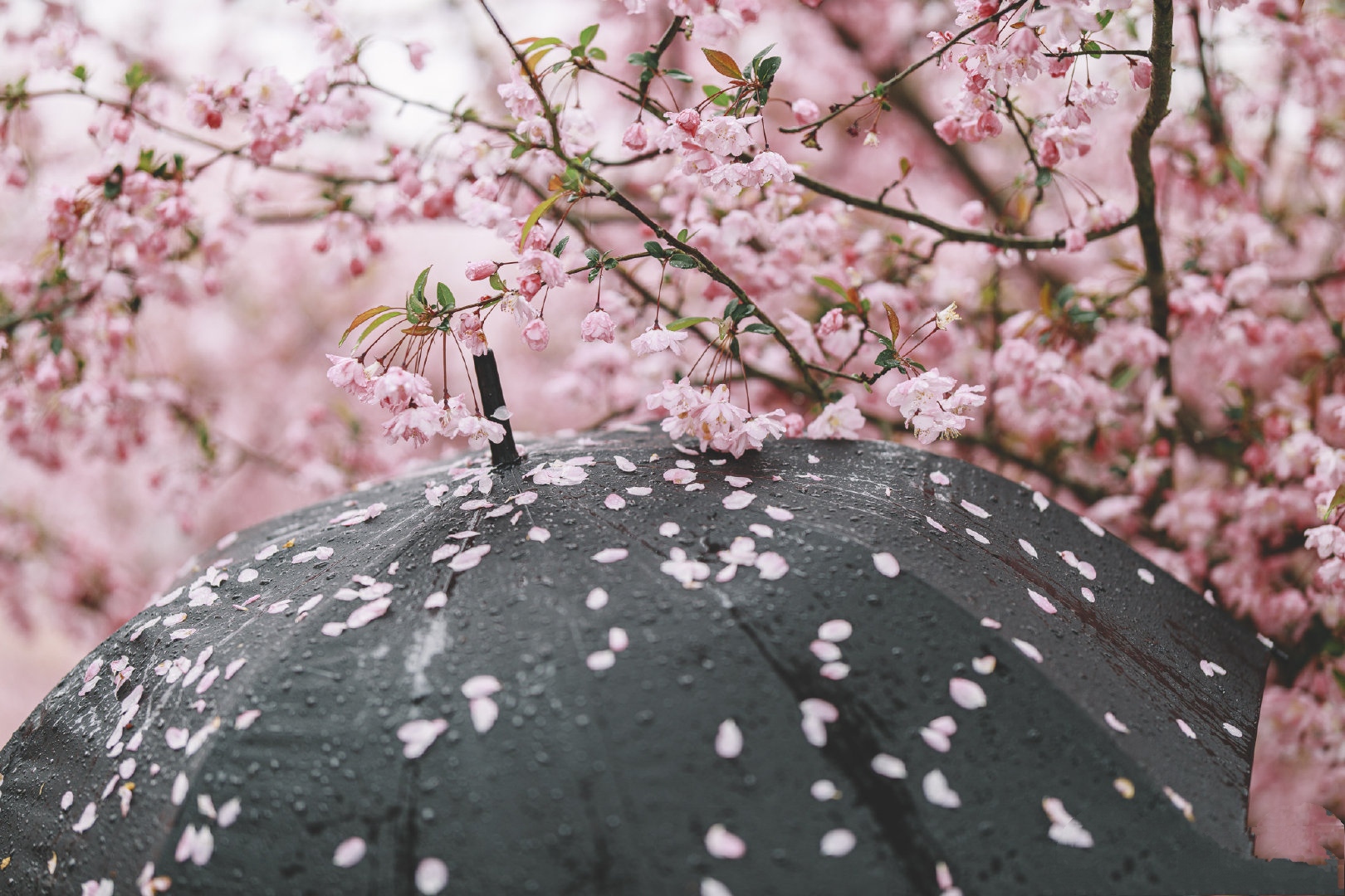 「首发」花瓣雨(诗二首)