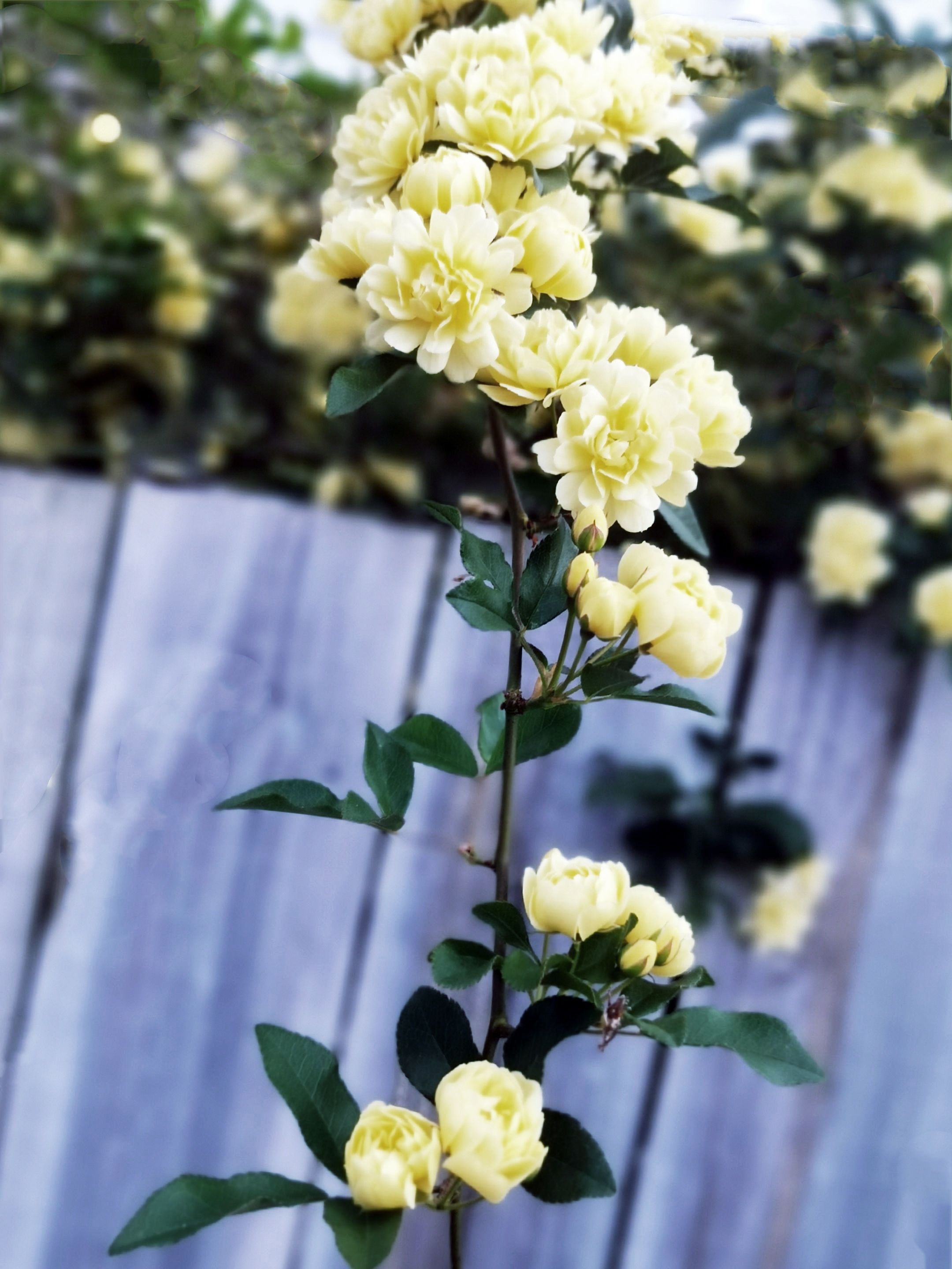 首发篱笆墙的影子木香花