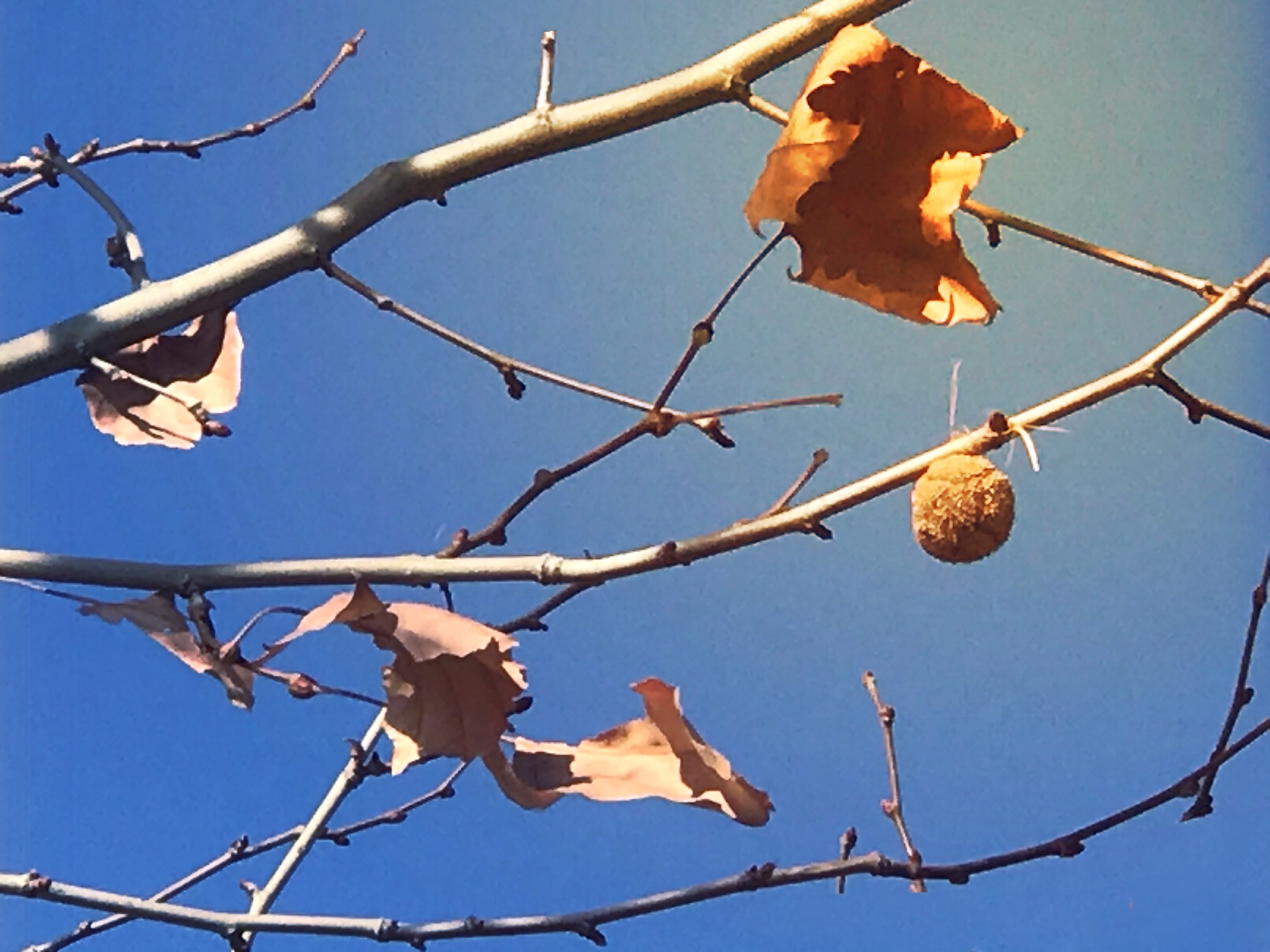 梧桐果子别有风味