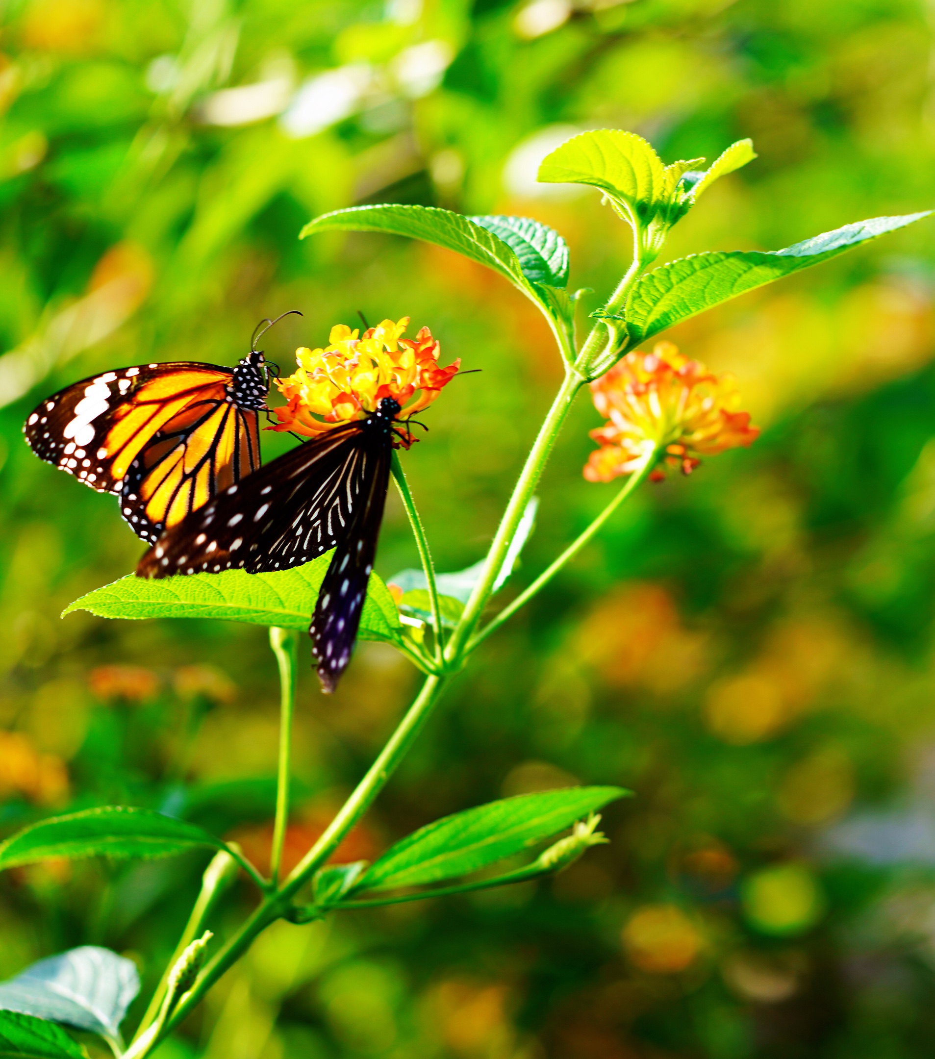 《蝶恋花 花戏蝶》