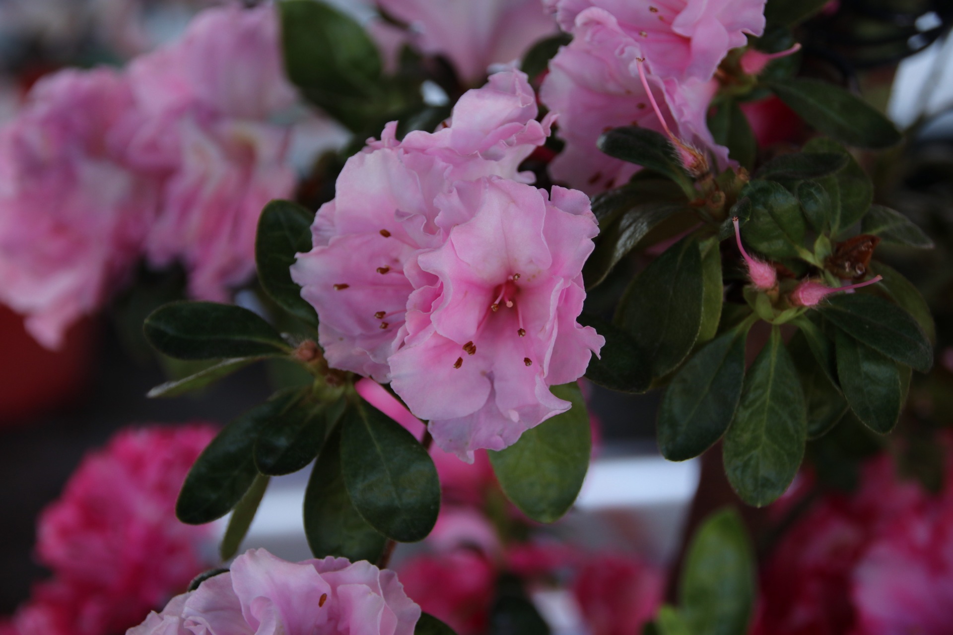 漳平永福杜鹃花盛开芬芳