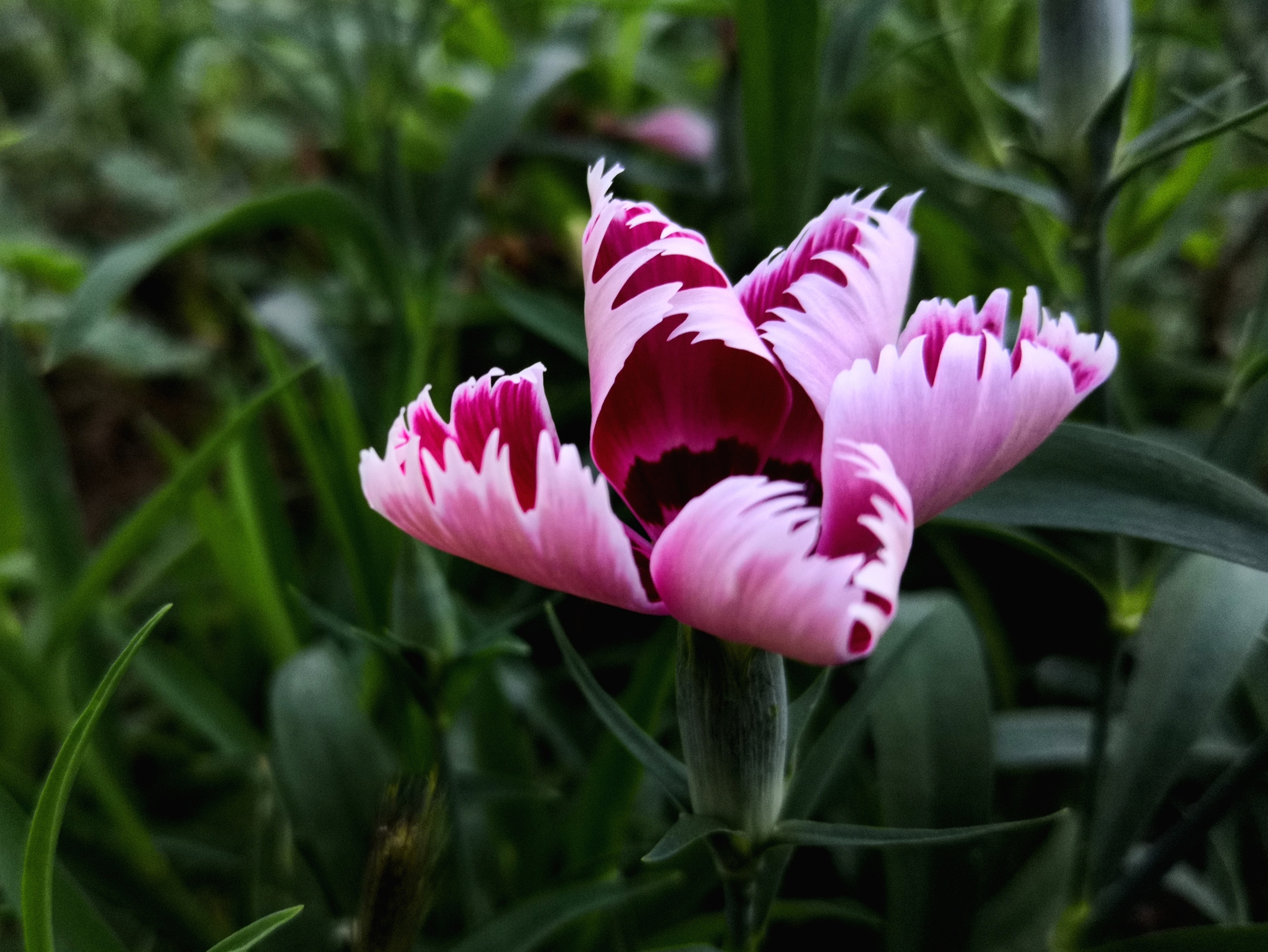 有白,粉,红,粉红,大红,紫,淡紫,黄,蓝,复色等颜色,单瓣5枚或者重瓣