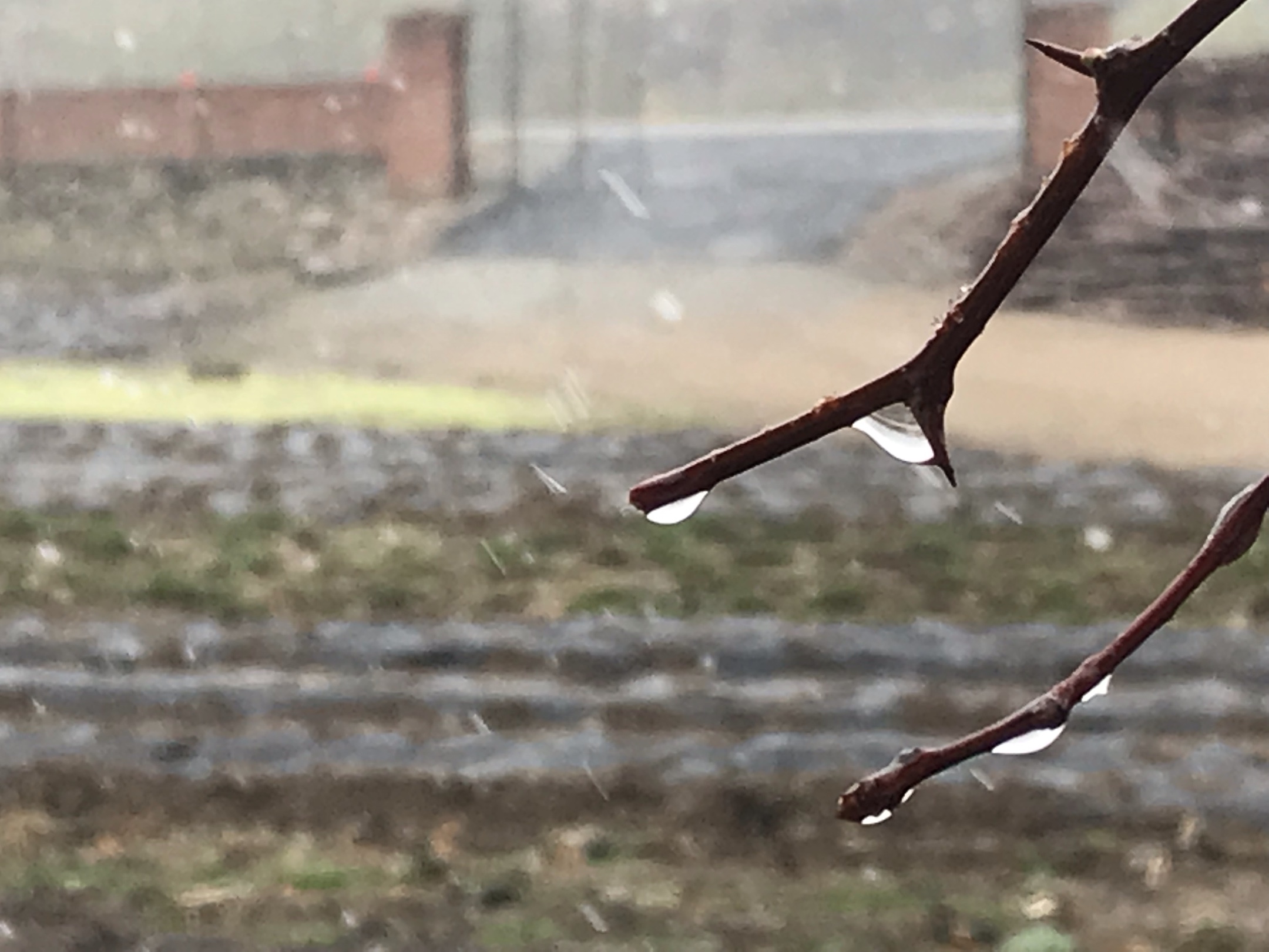 冷冷的雨,冷冷的