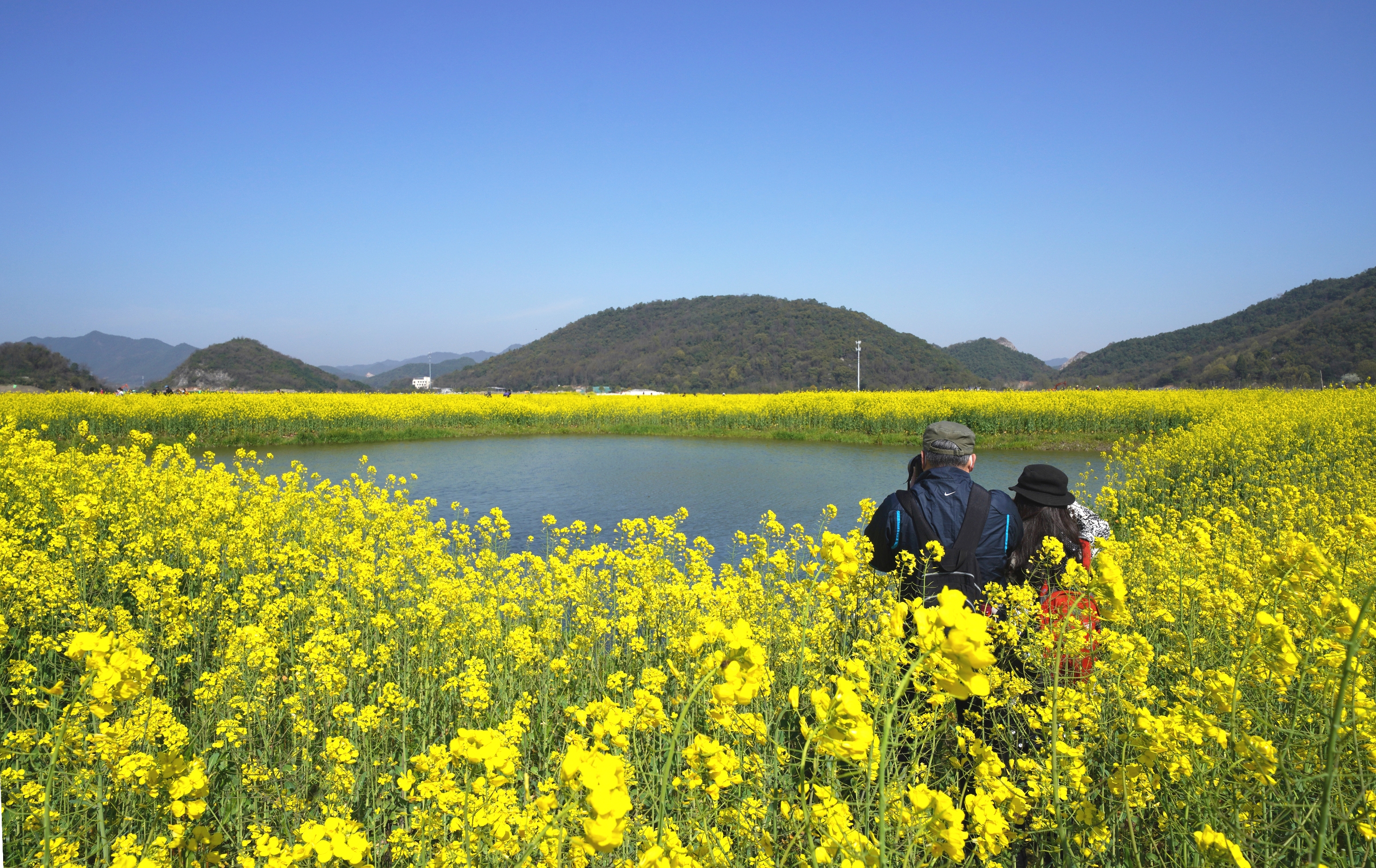 油菜花开满地黄vv首发