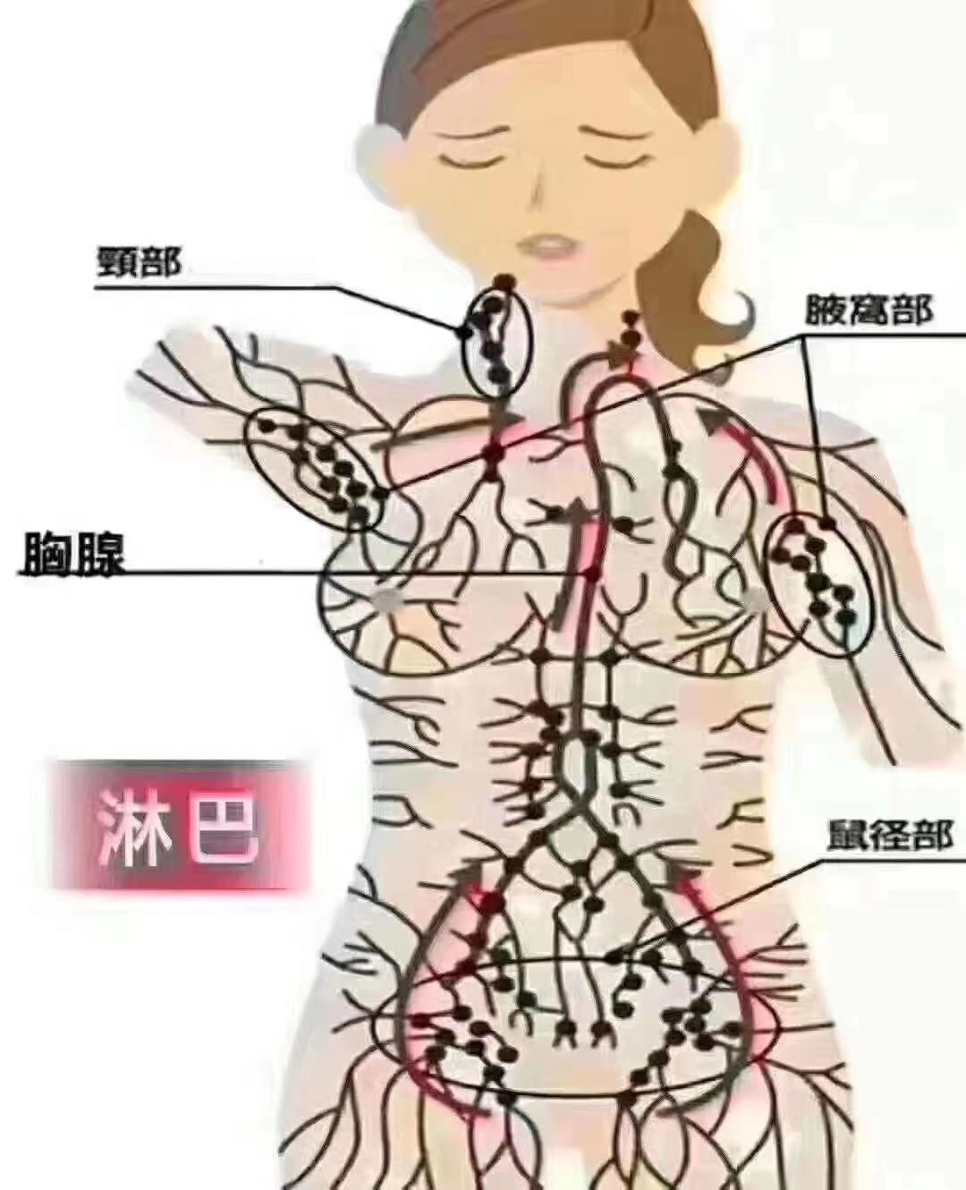 三处淋巴,决定生死,没事常摸摸!