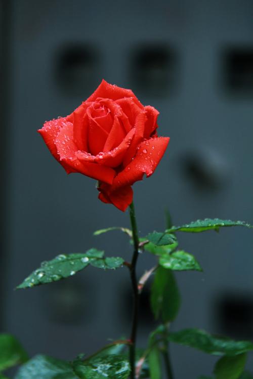 带雨的玫瑰文亭