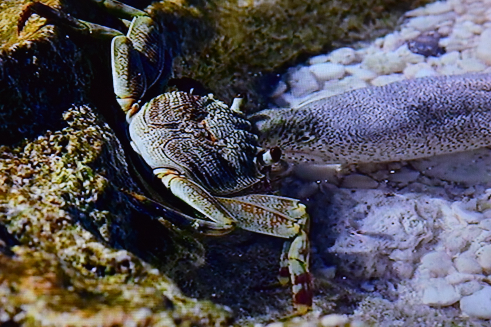 海洋動物世界