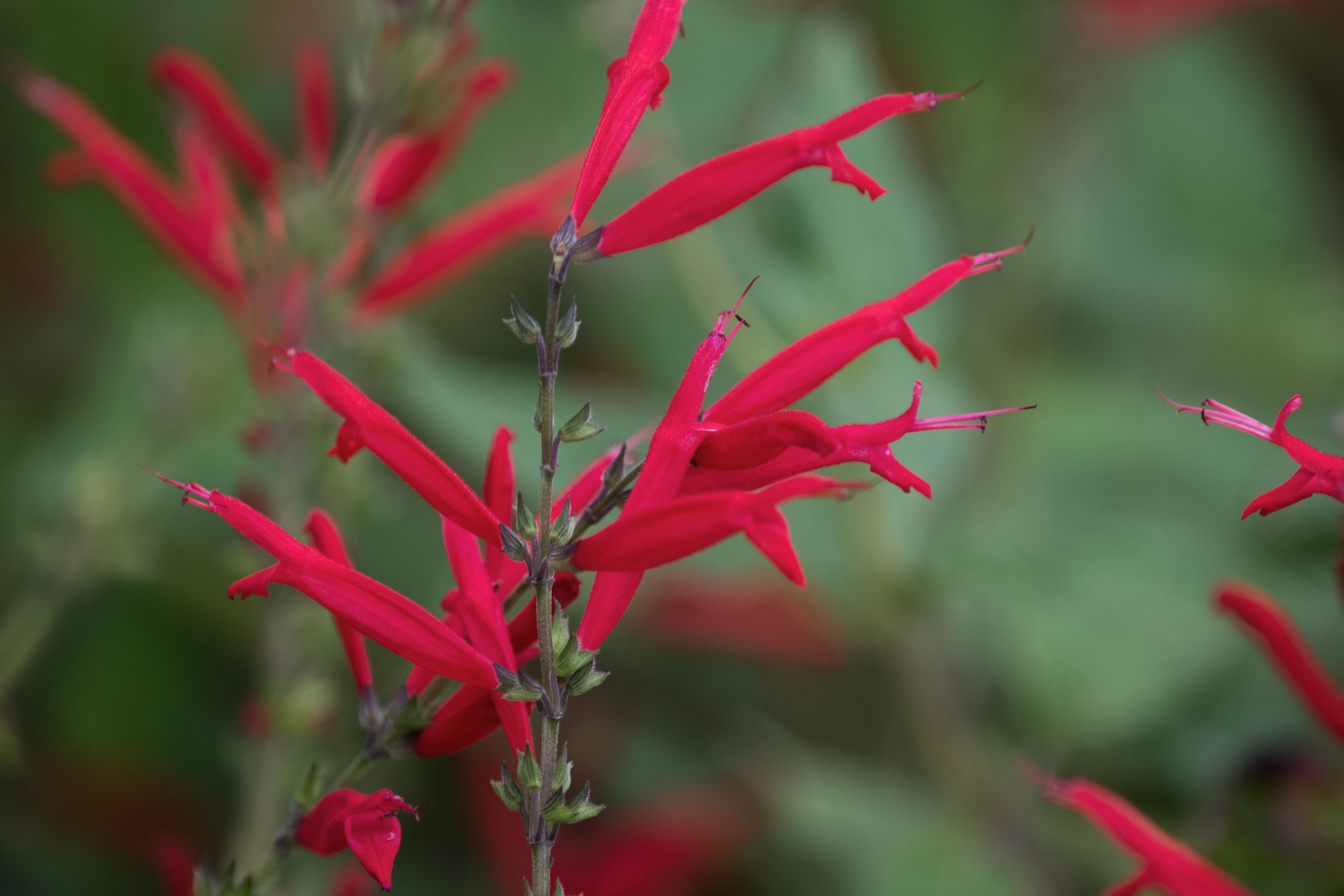 凤梨鼠尾草首发