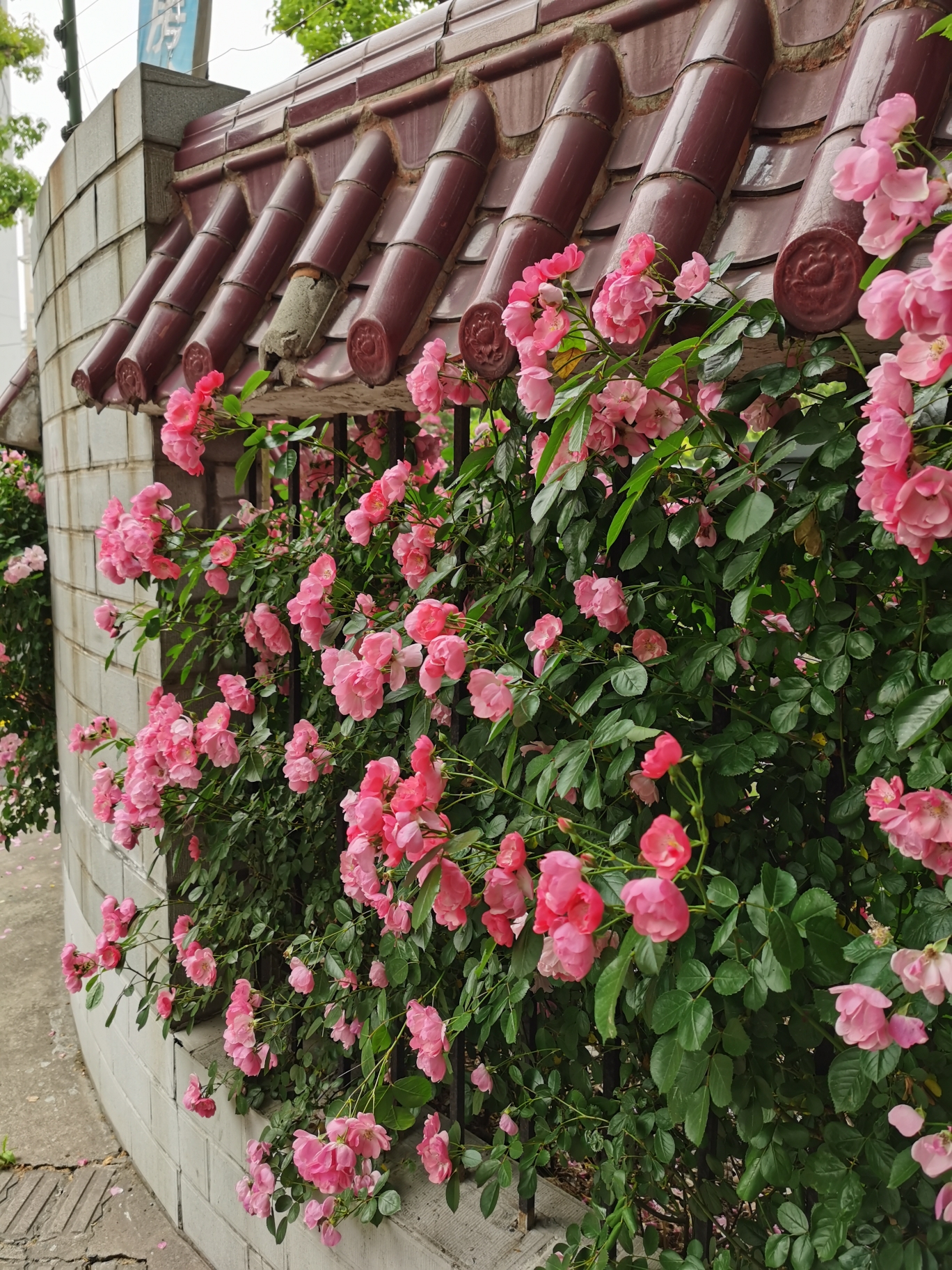 满墙月季花儿红