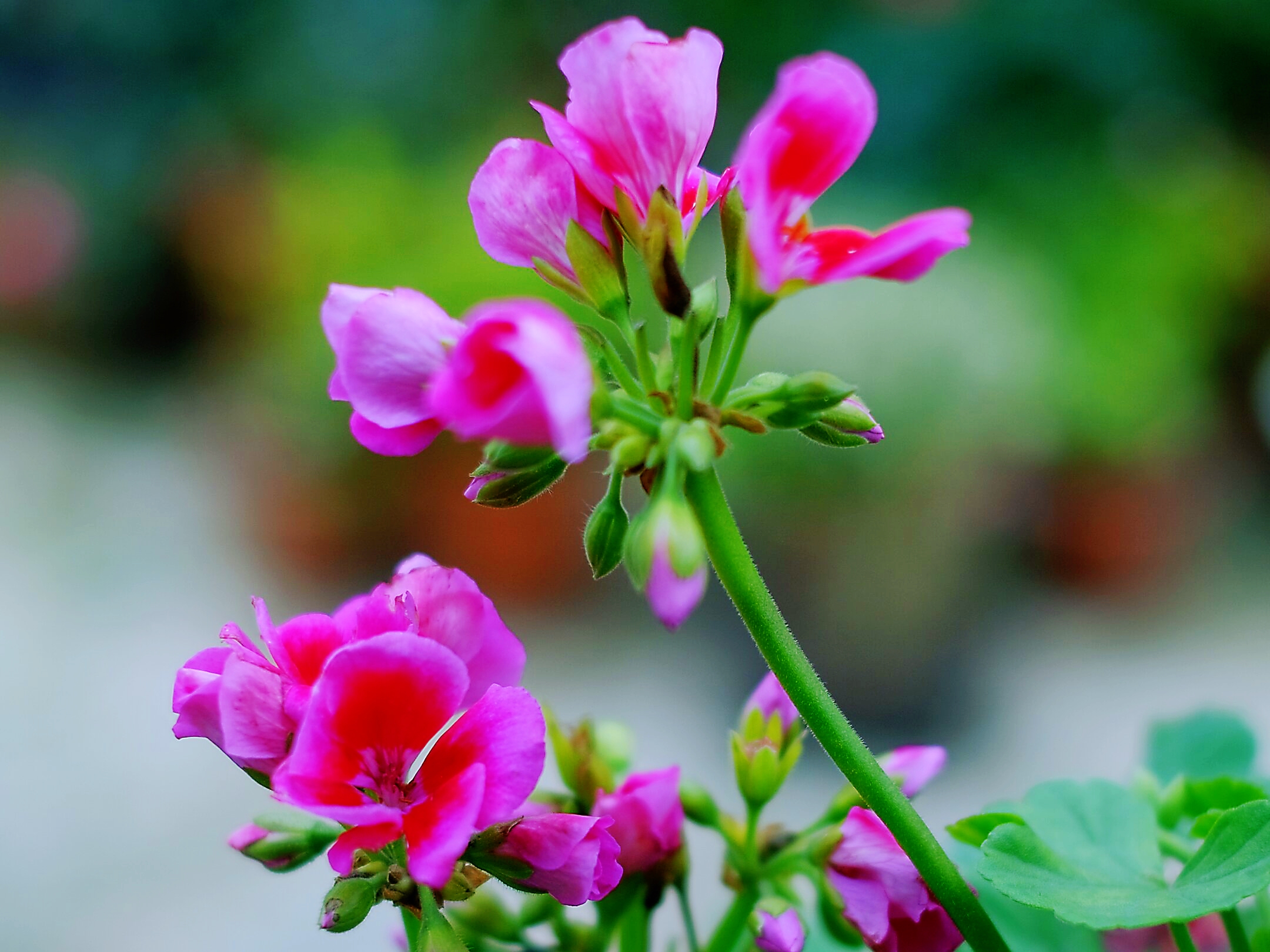 色彩斑斓*天竺葵