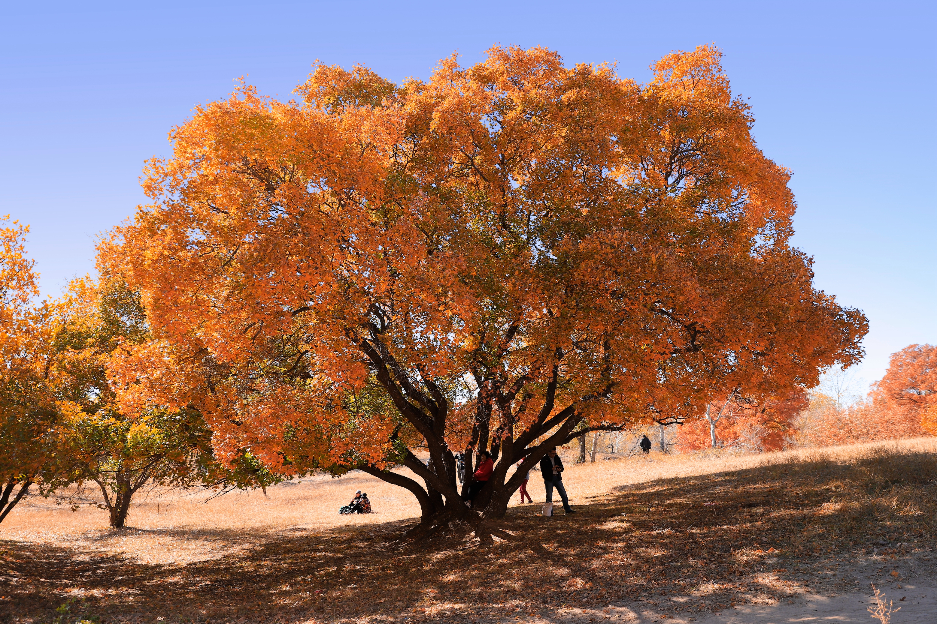 乌旦塔拉五角枫森林公园,位于内蒙古通辽市东南部科尔沁沙漠腹地,总