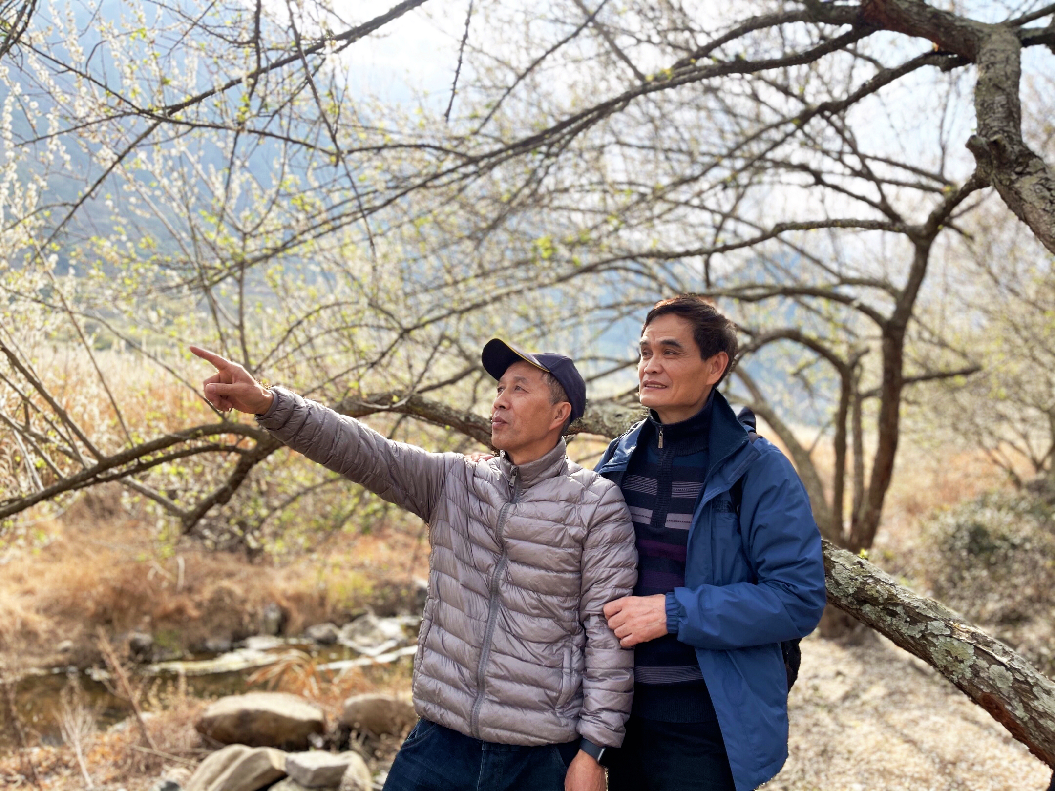 走进永泰溪洋村,面前是一片"香雪海,雪白的青梅花挂满枝头,漫山