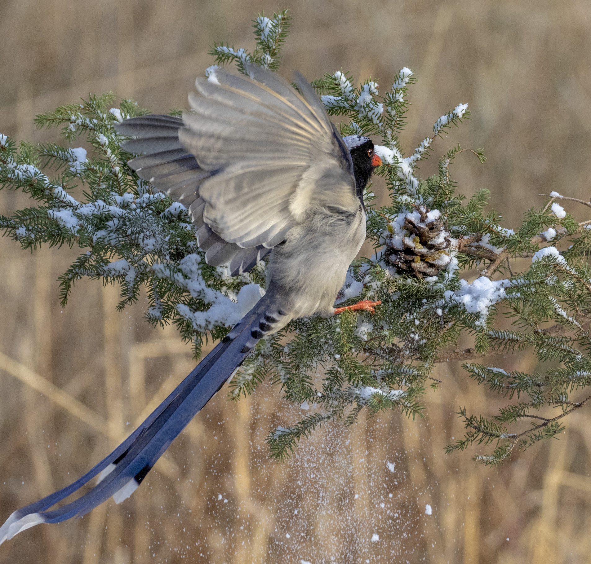 首发冬日奥森公园拍鸟儿