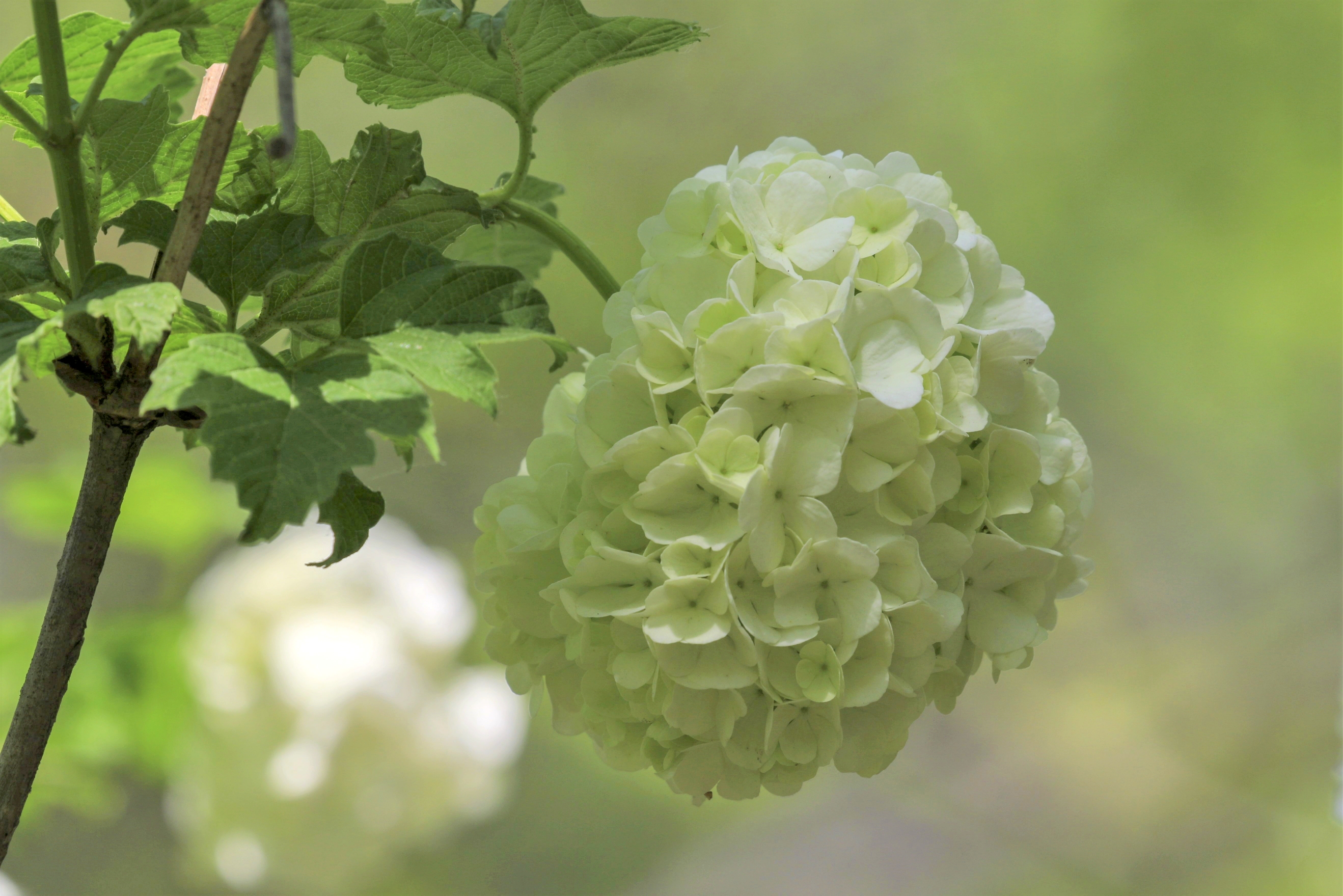 粉团荚蒾vv首发