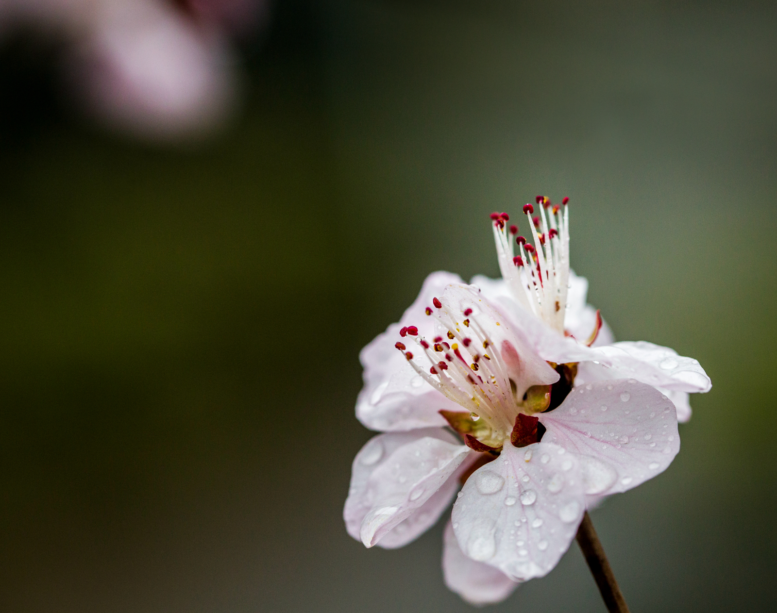 【vv首发】桃花朵朵开