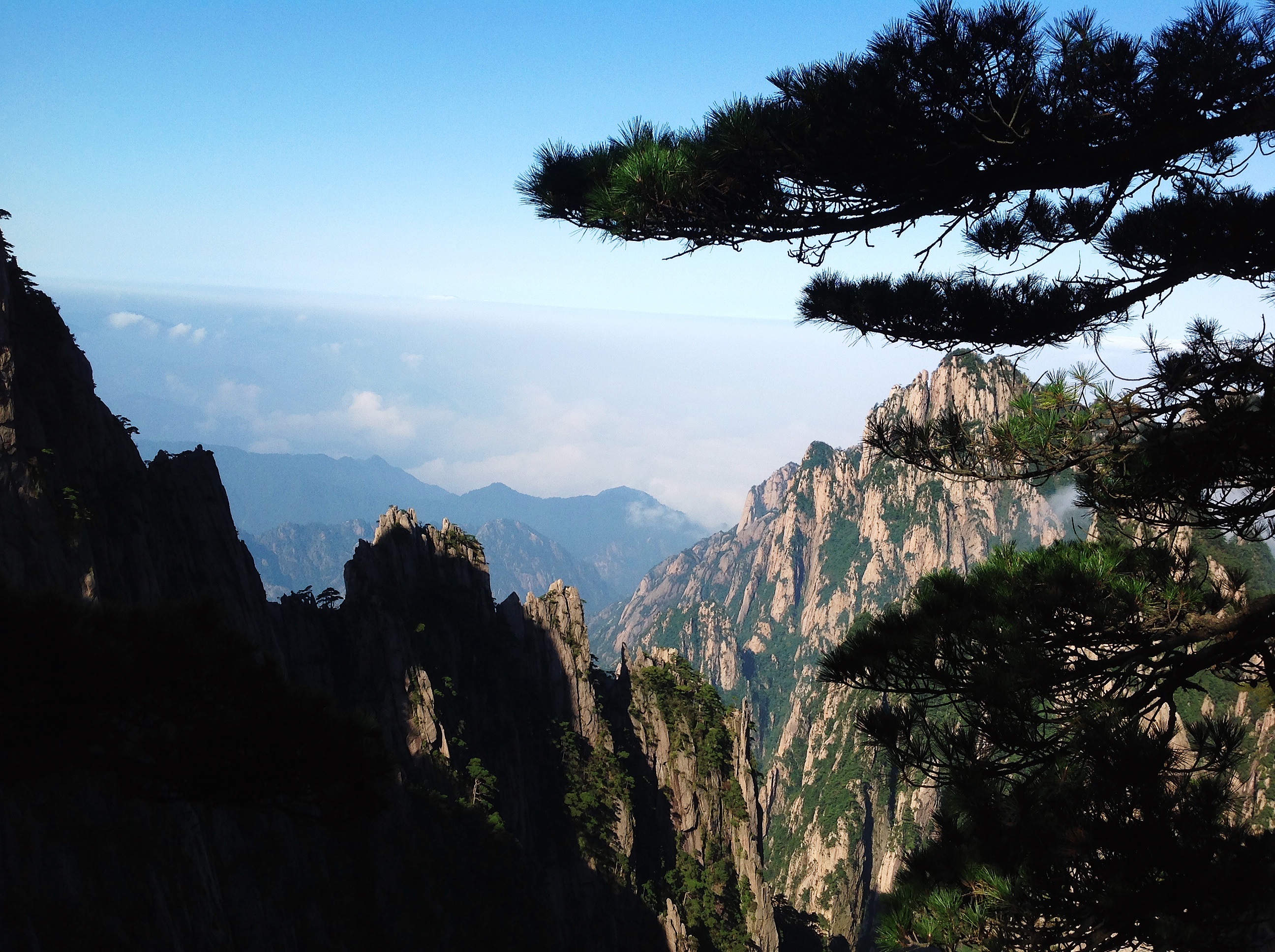 黄山奇松(首发)