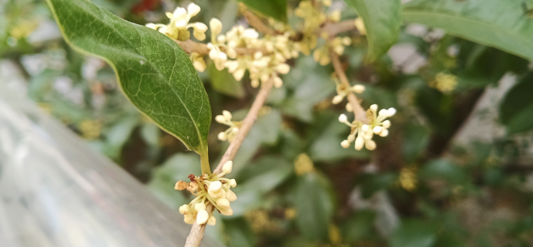 文/杨洁 十月桂花八里香,玲珑花蕊如娇娘!