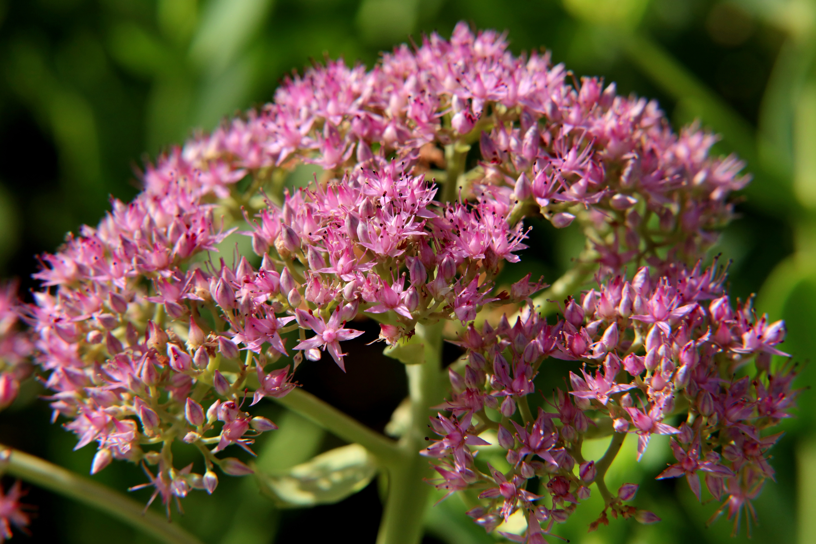 盛开在秋日的八宝景天