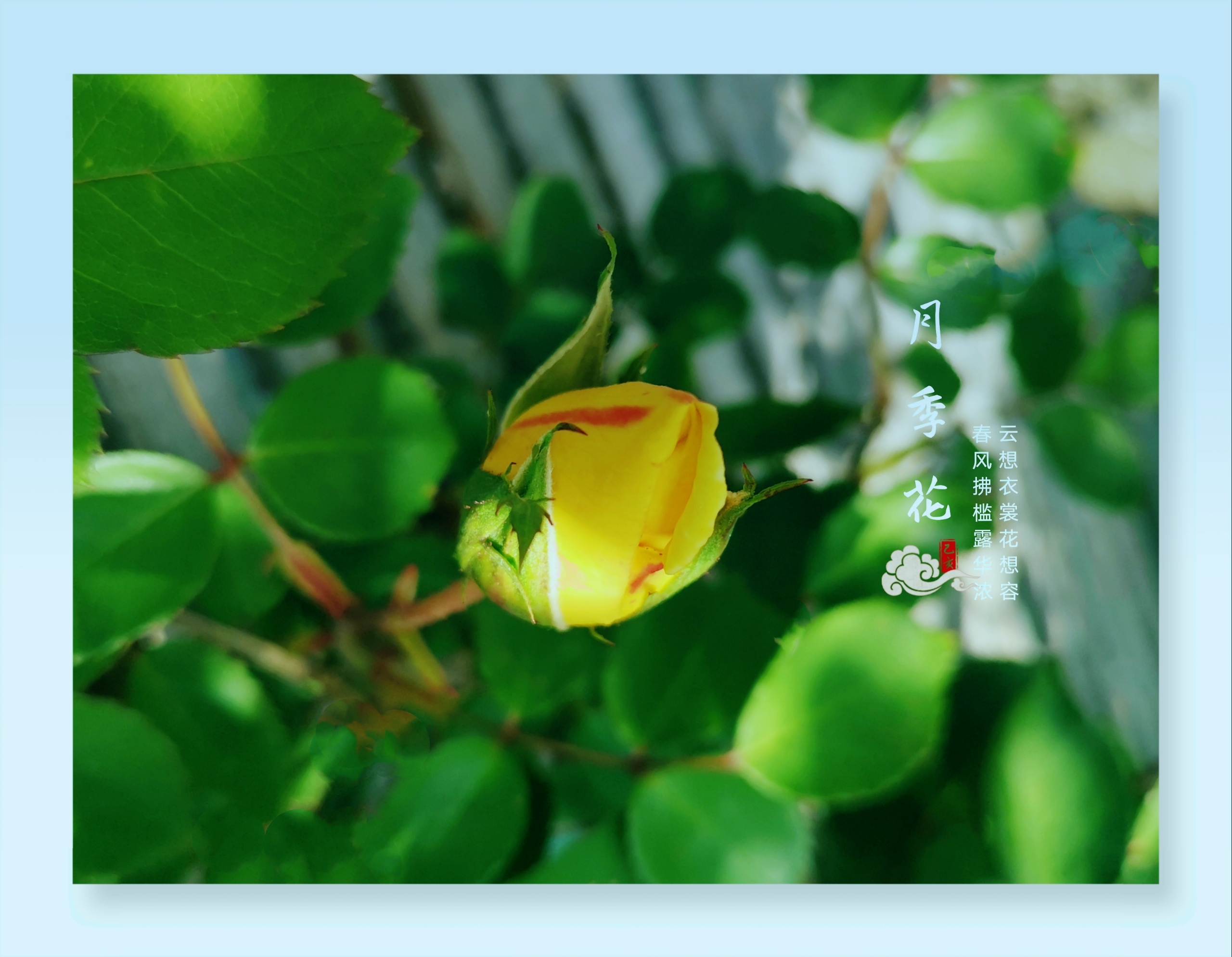 首发花开无语余香阵阵花中皇后月季花