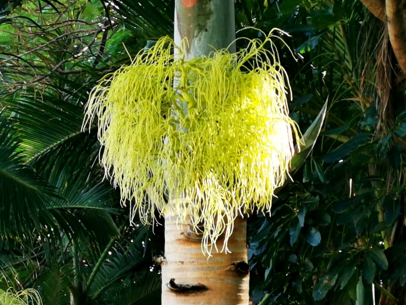 玛玎【美摄视界】:【首发】棍棒椰子 - vv