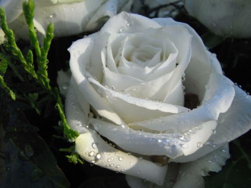 白玫瑰 伤感图片