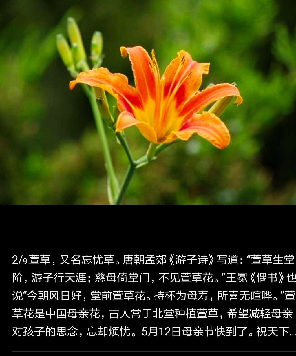 梅竹斋主人刘先东《七言绝句.献给母亲节》版本②二零二零年五月十日