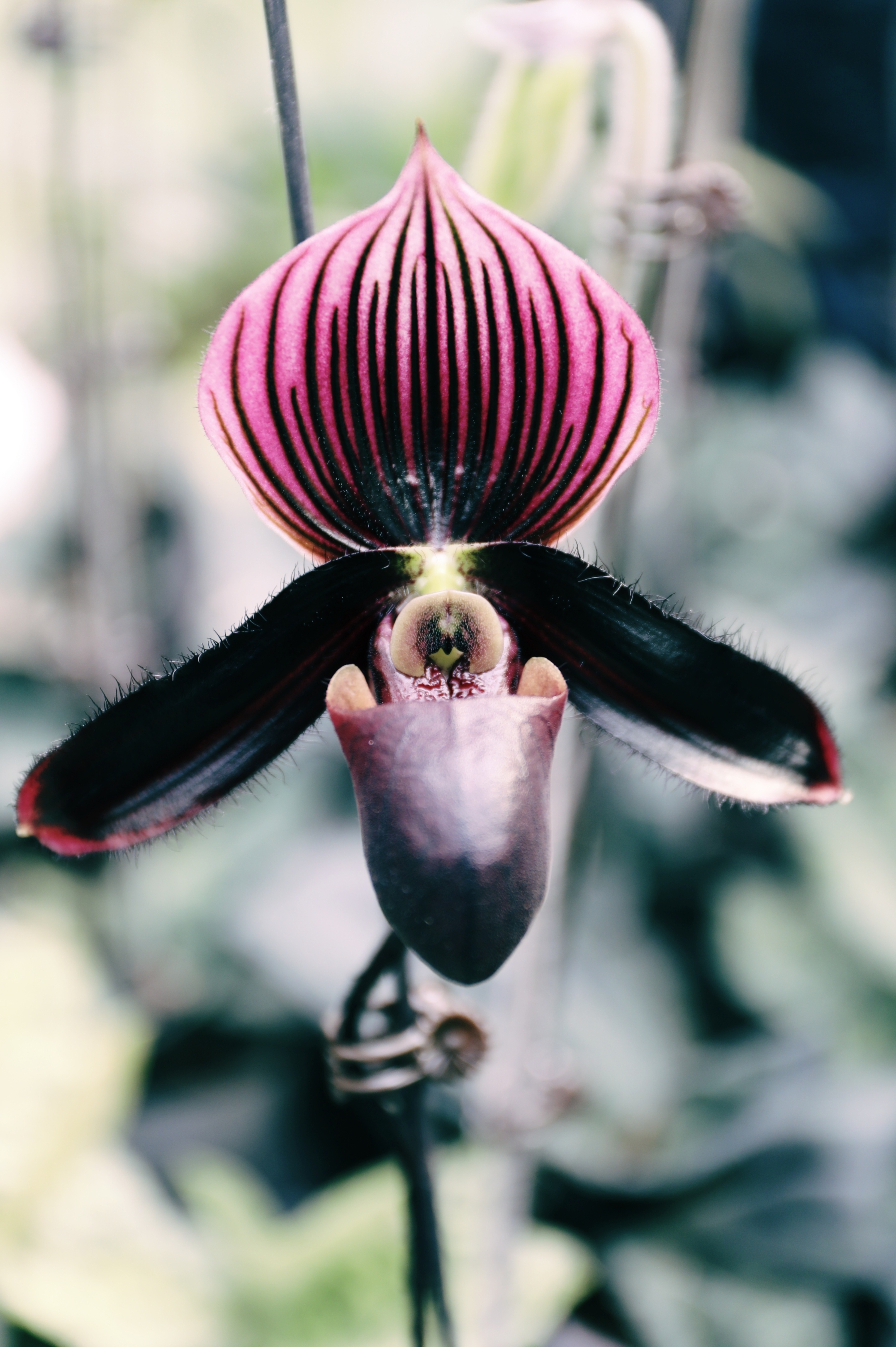 【vv首发】兰花/兜兰