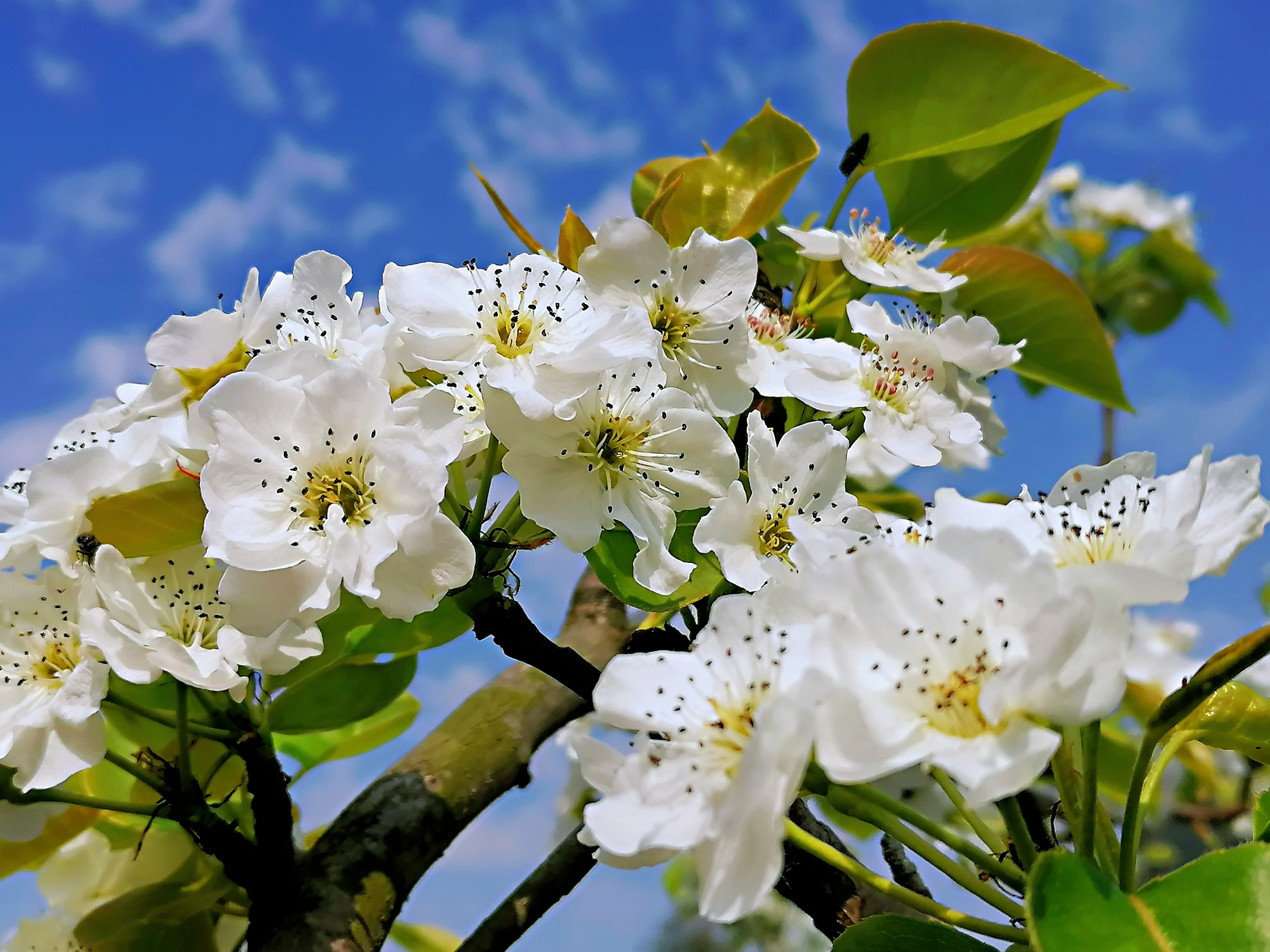 梨花季节手机拍摄