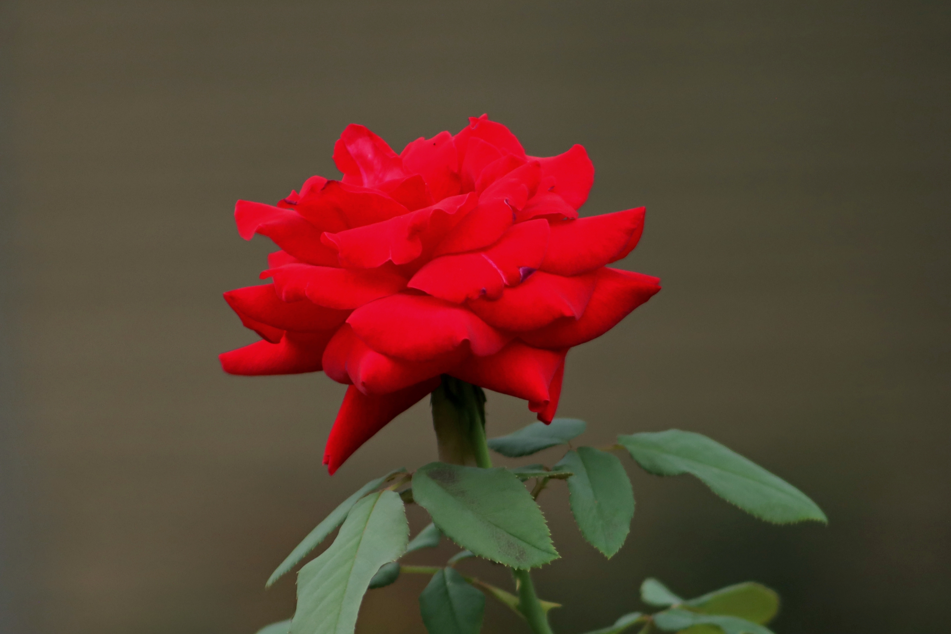 红玫瑰献给最可爱的人庆祝中国人民解放军建军93周年