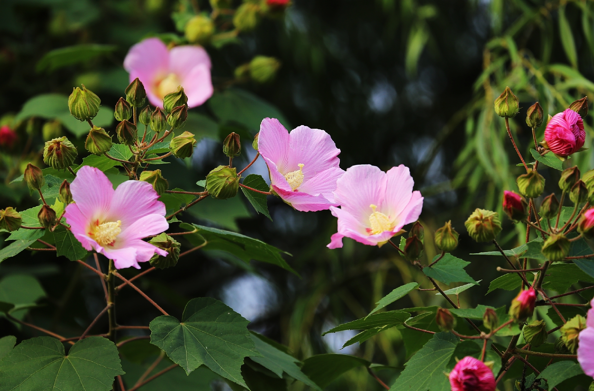秋天最迷人的花木槿花