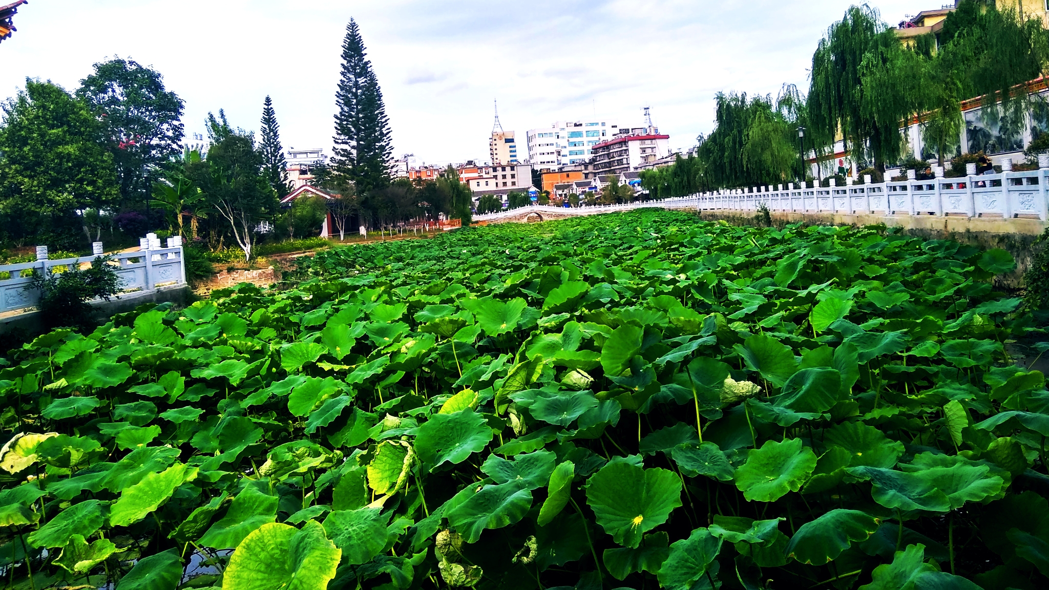 鹿鸣龙江(楚雄龙江公园图片)