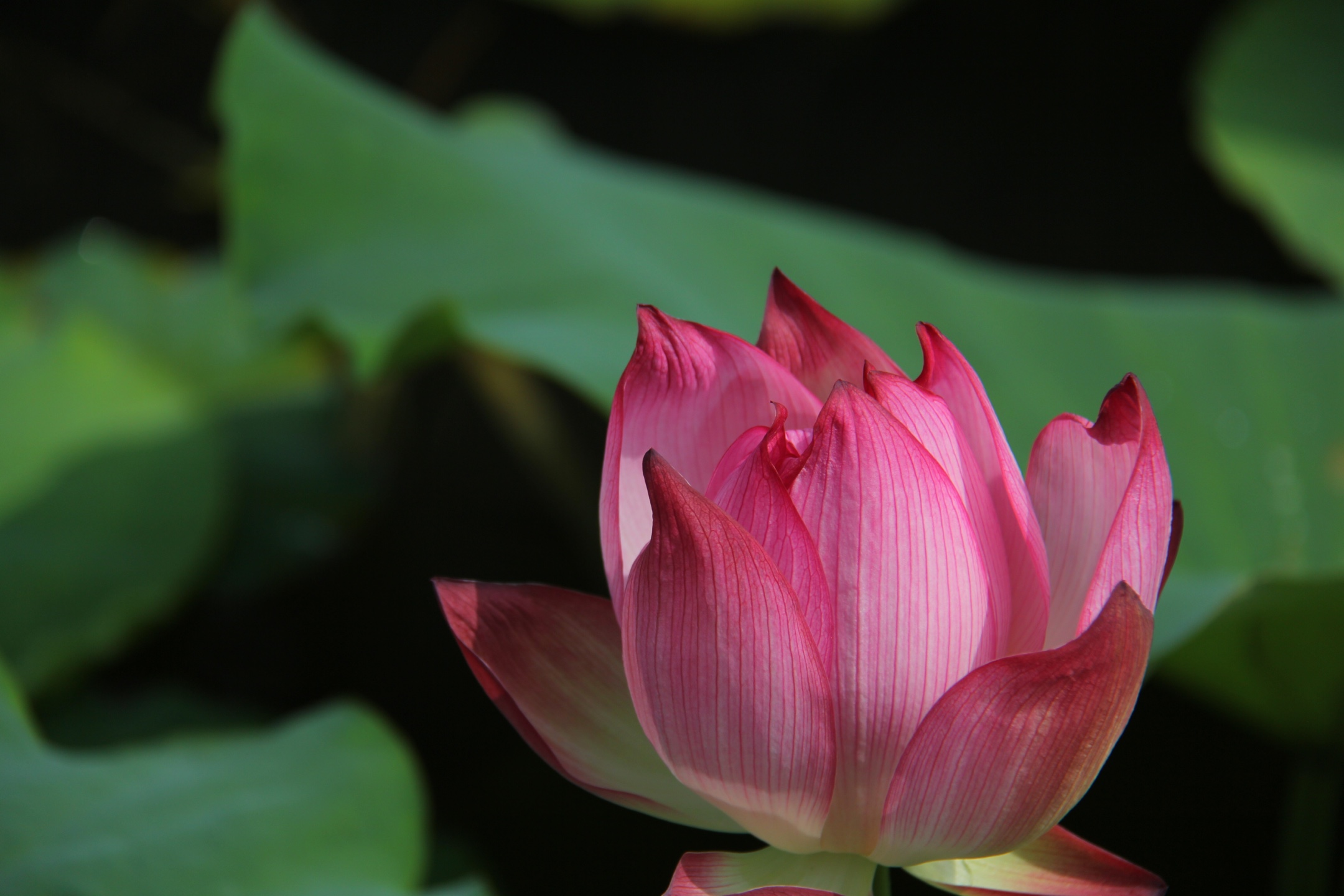 睡莲通常也被叫作莲花,睡莲与荷花是同科不同属的植物.