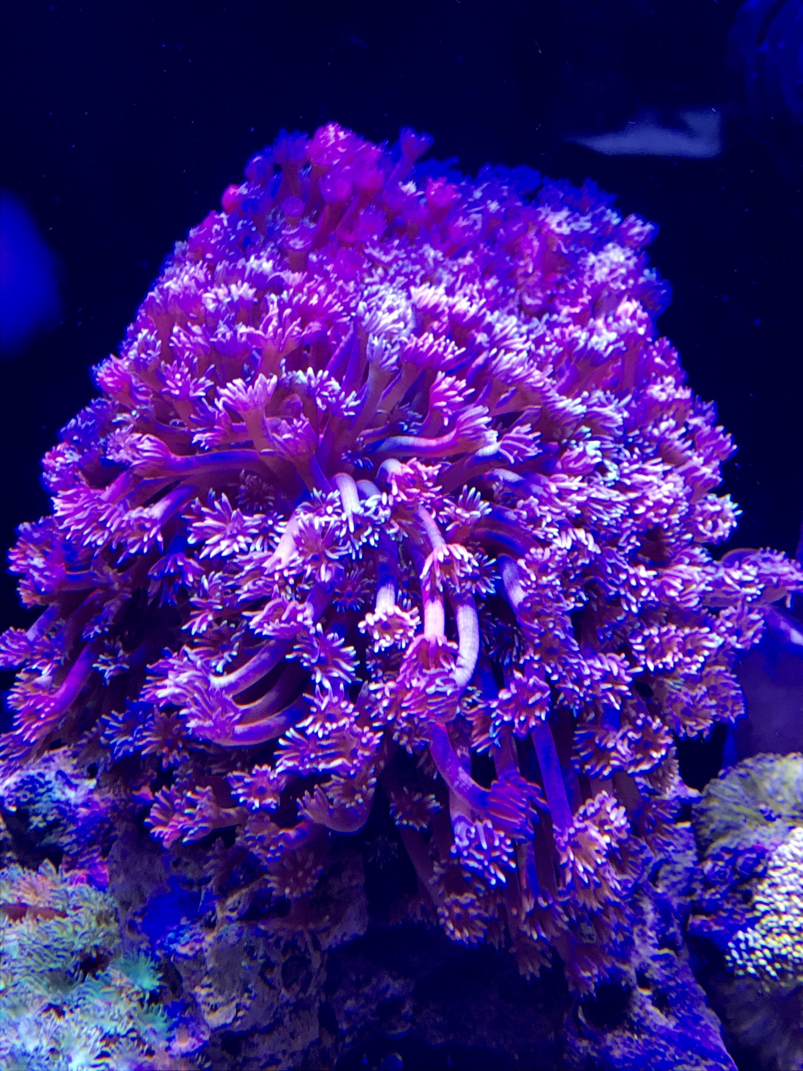 珊瑚颂
