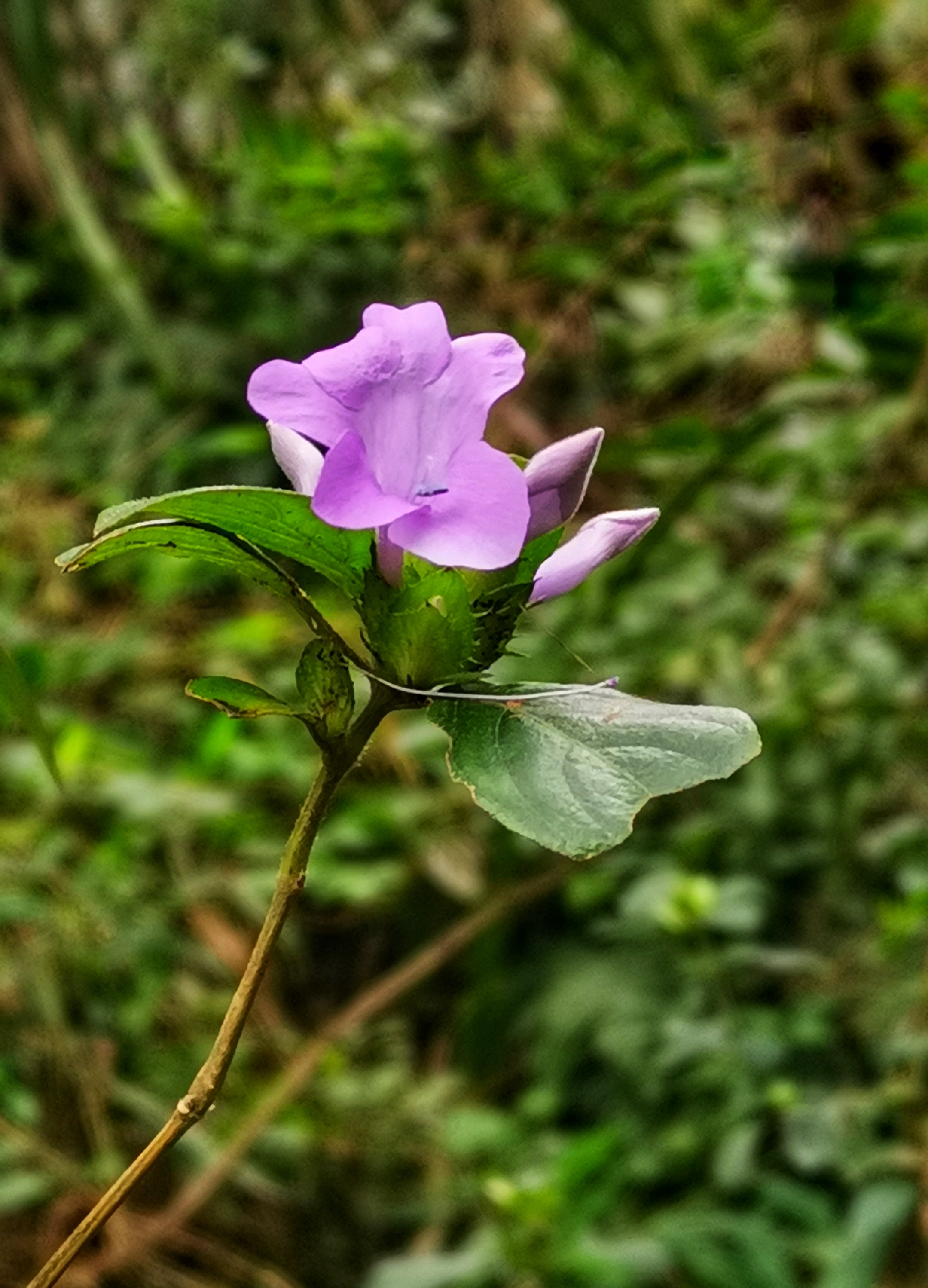 一见钟情假杜鹃