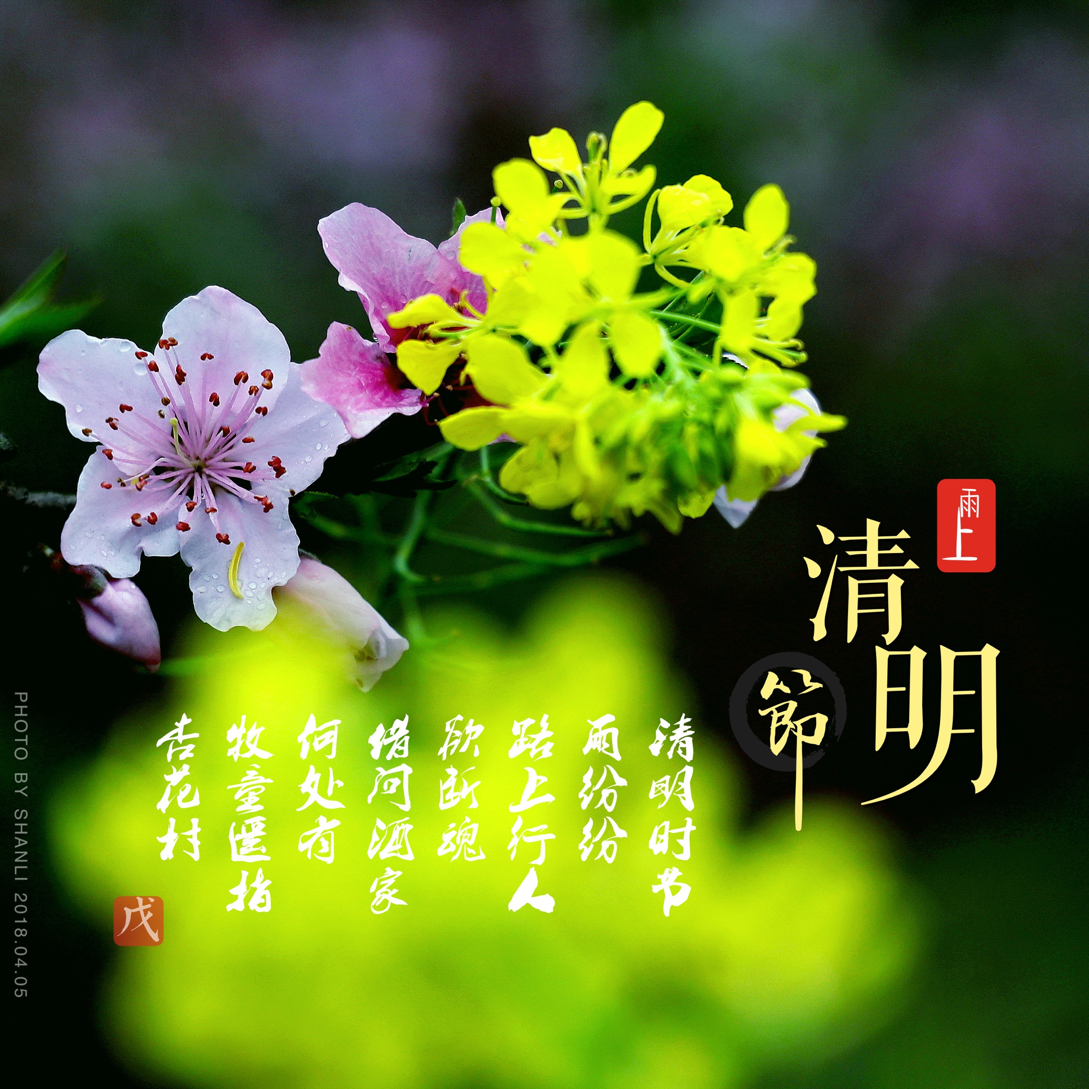 清明-落叶归根.聚散无常,落叶安知花开日;生死有命,荣枯终归根先知.