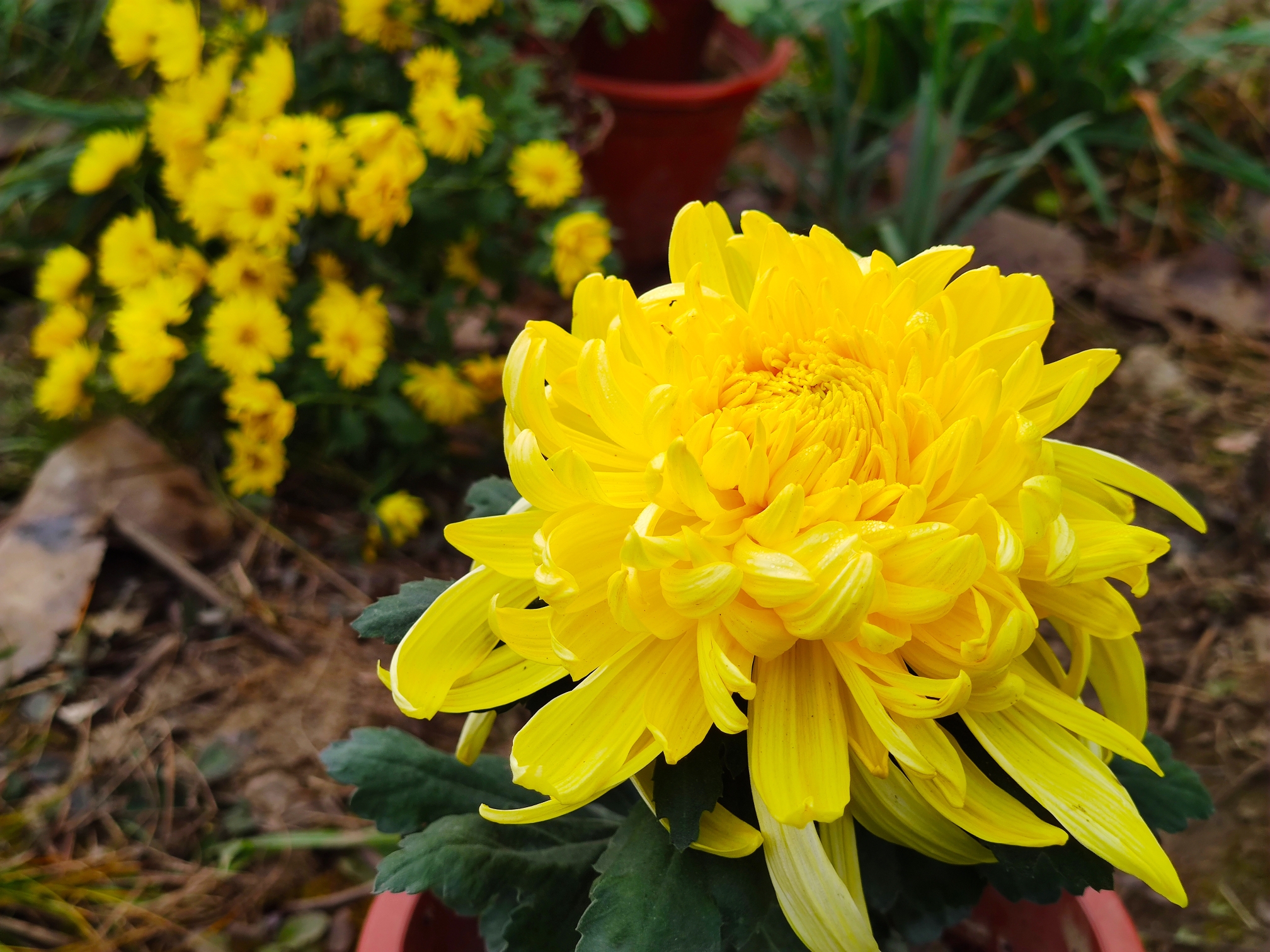 九月廿九日菊花王国赏菊