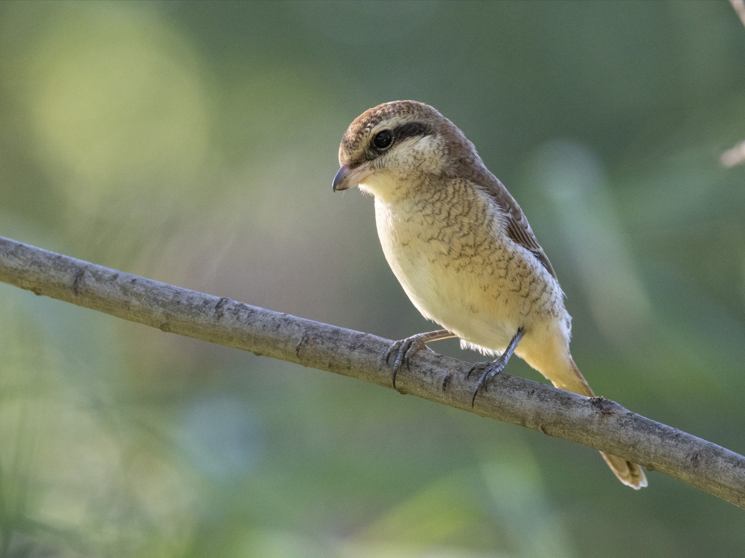 荒漠伯劳vv首发