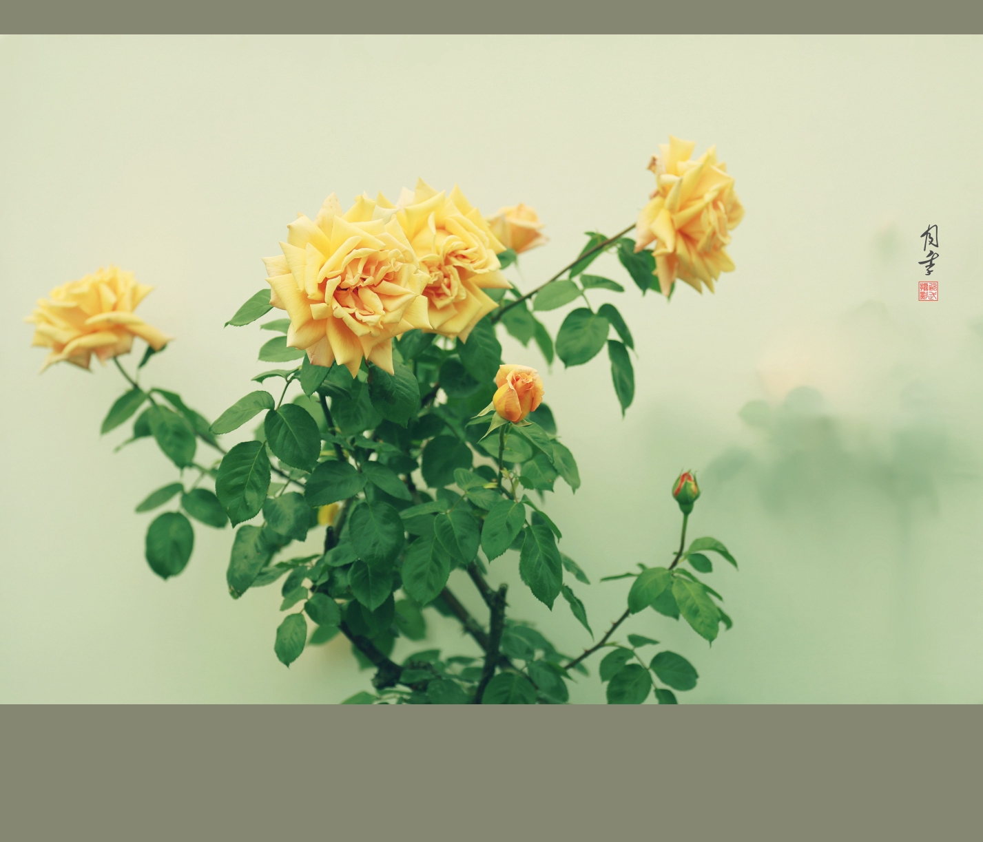 月季[画意摄影]