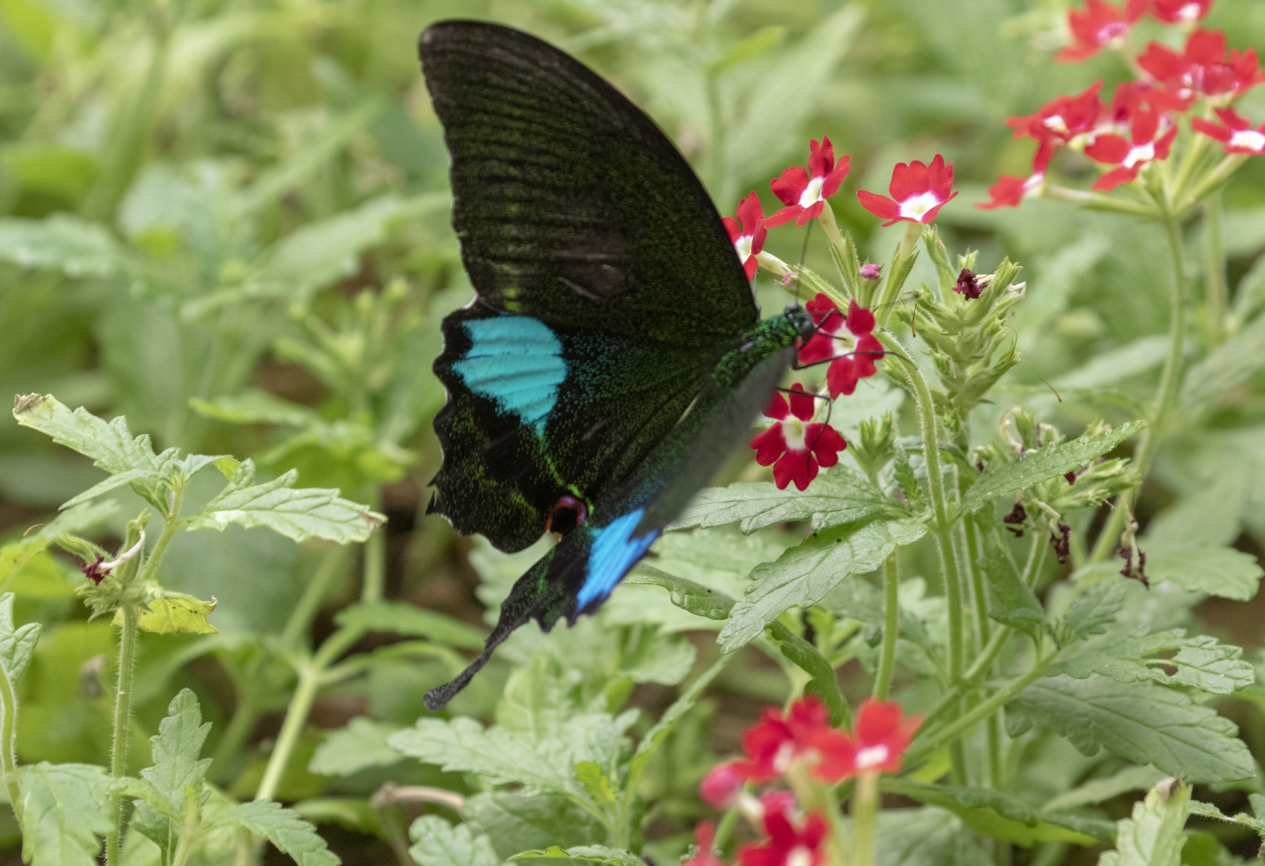 台湾碧凤蝶vv首发