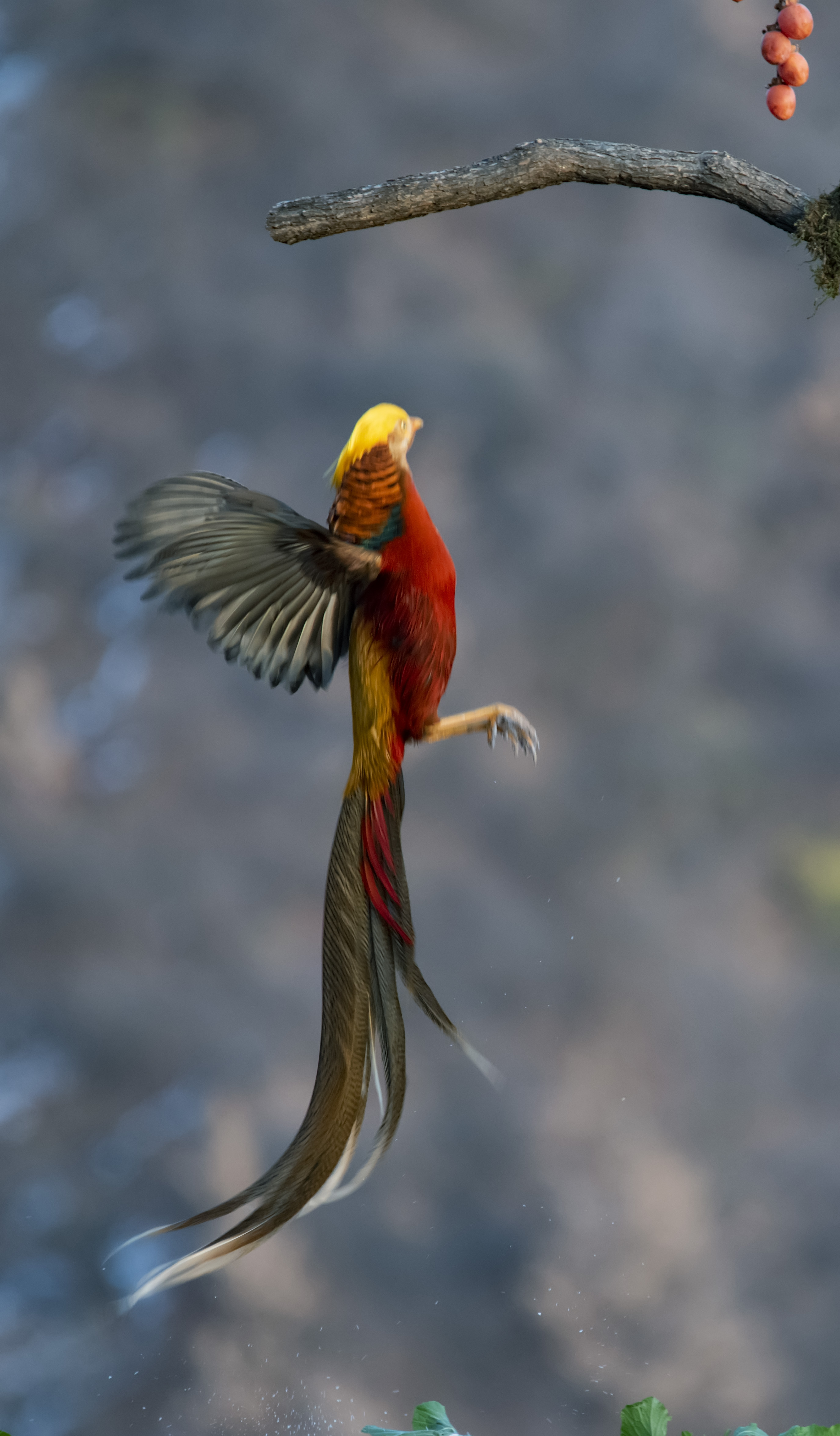 锦鸡起舞戏甘山英姿飒爽美如画