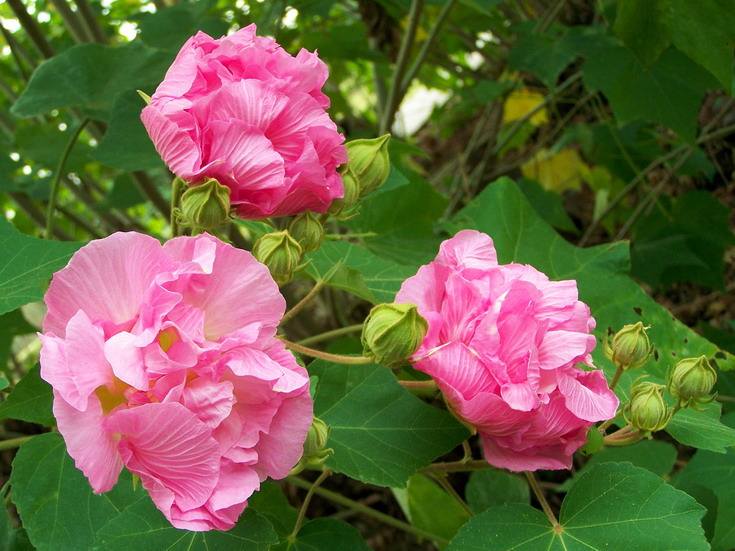 水芙蓉之于夏木芙蓉之于秋