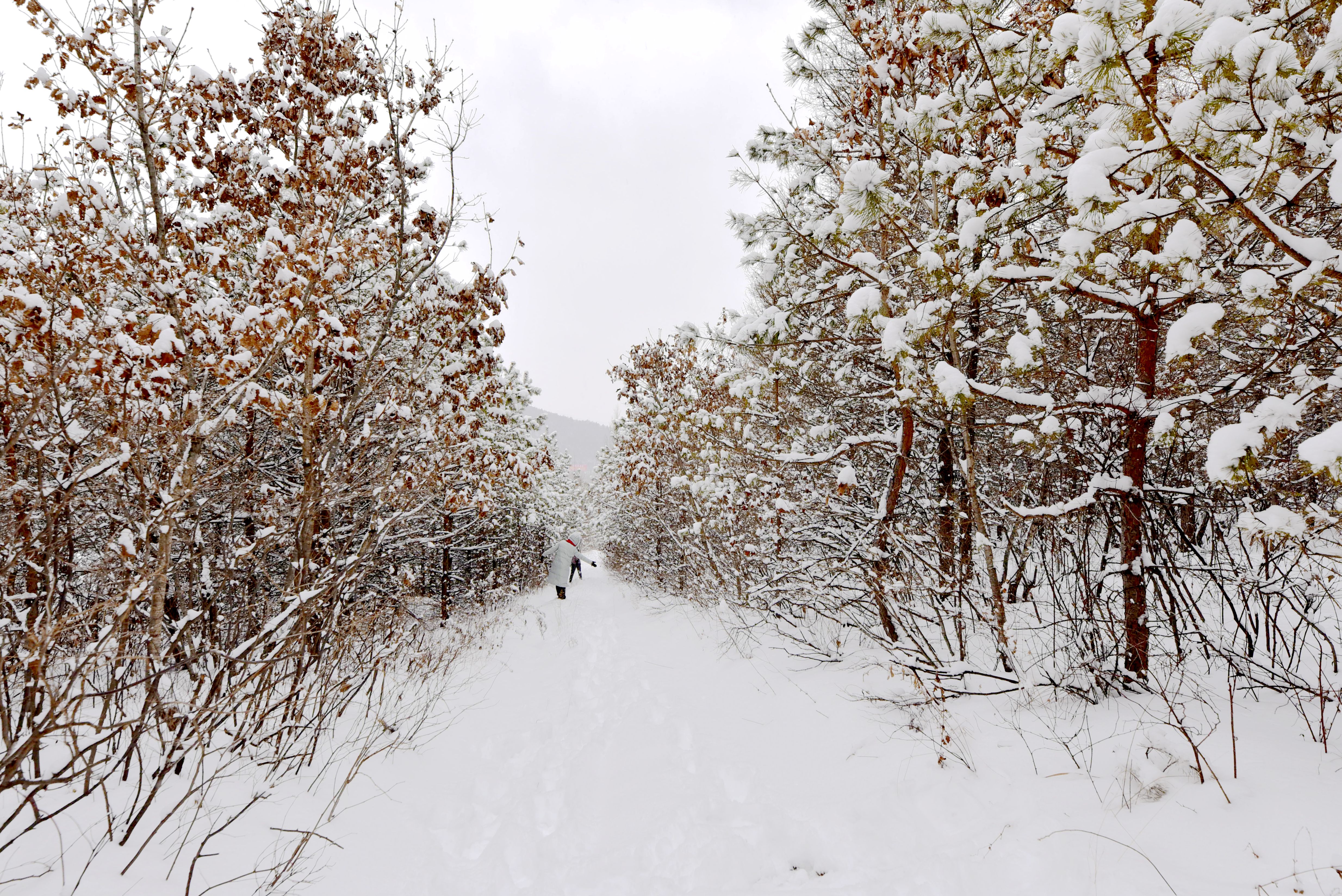 故鄉的雪