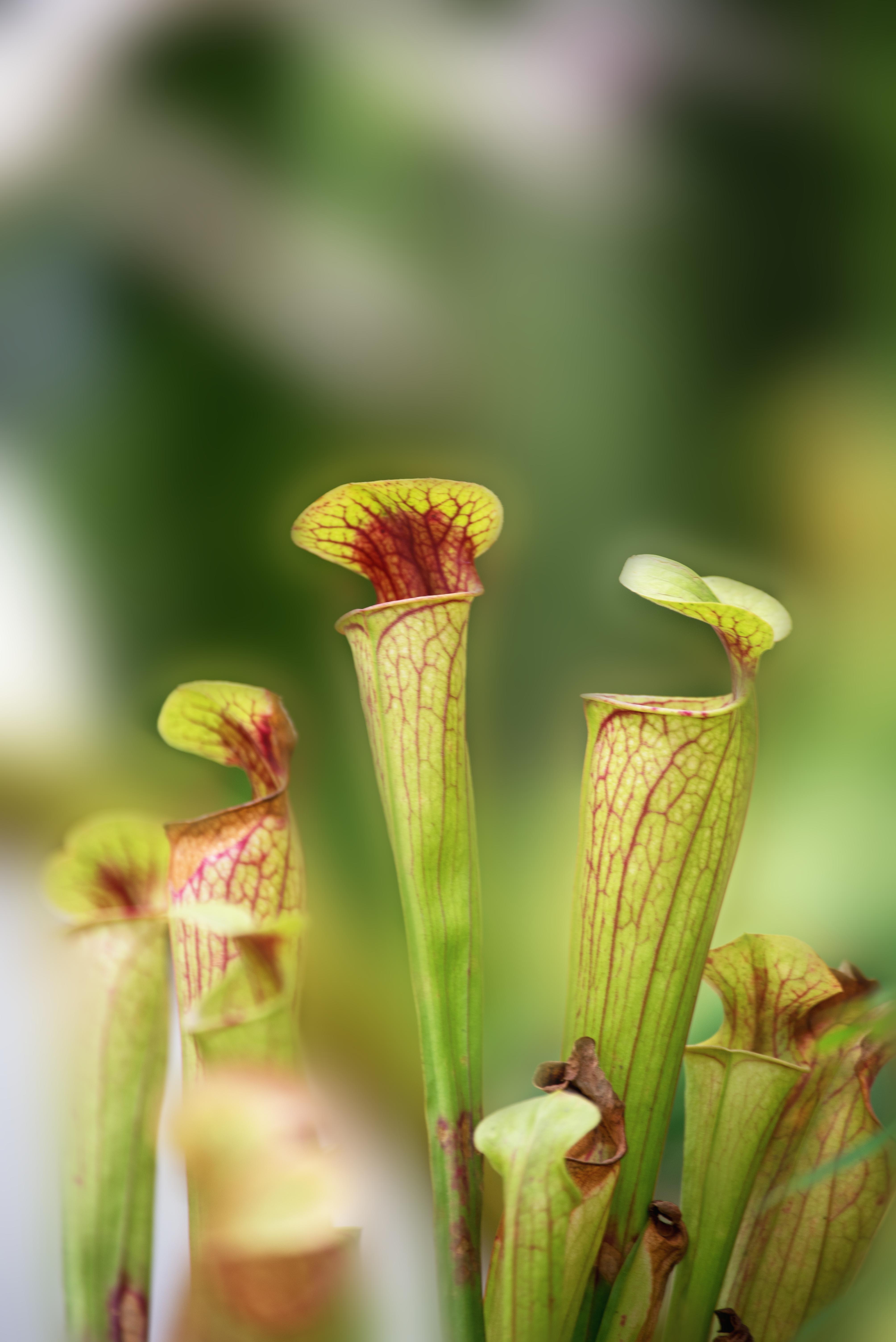我喜欢的植物遗落星球食虫植物首发