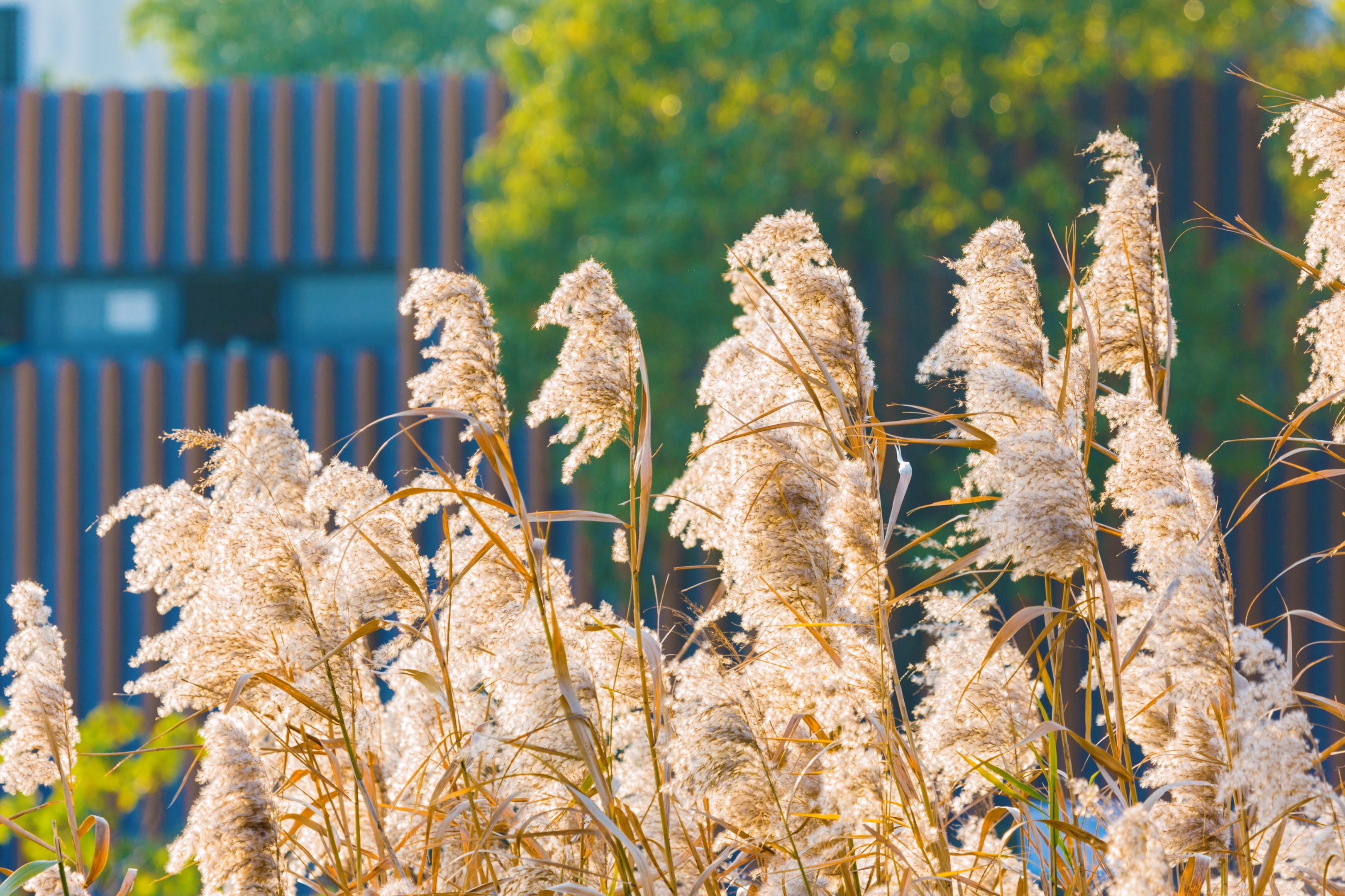 芦花飞舞漫天霜首发