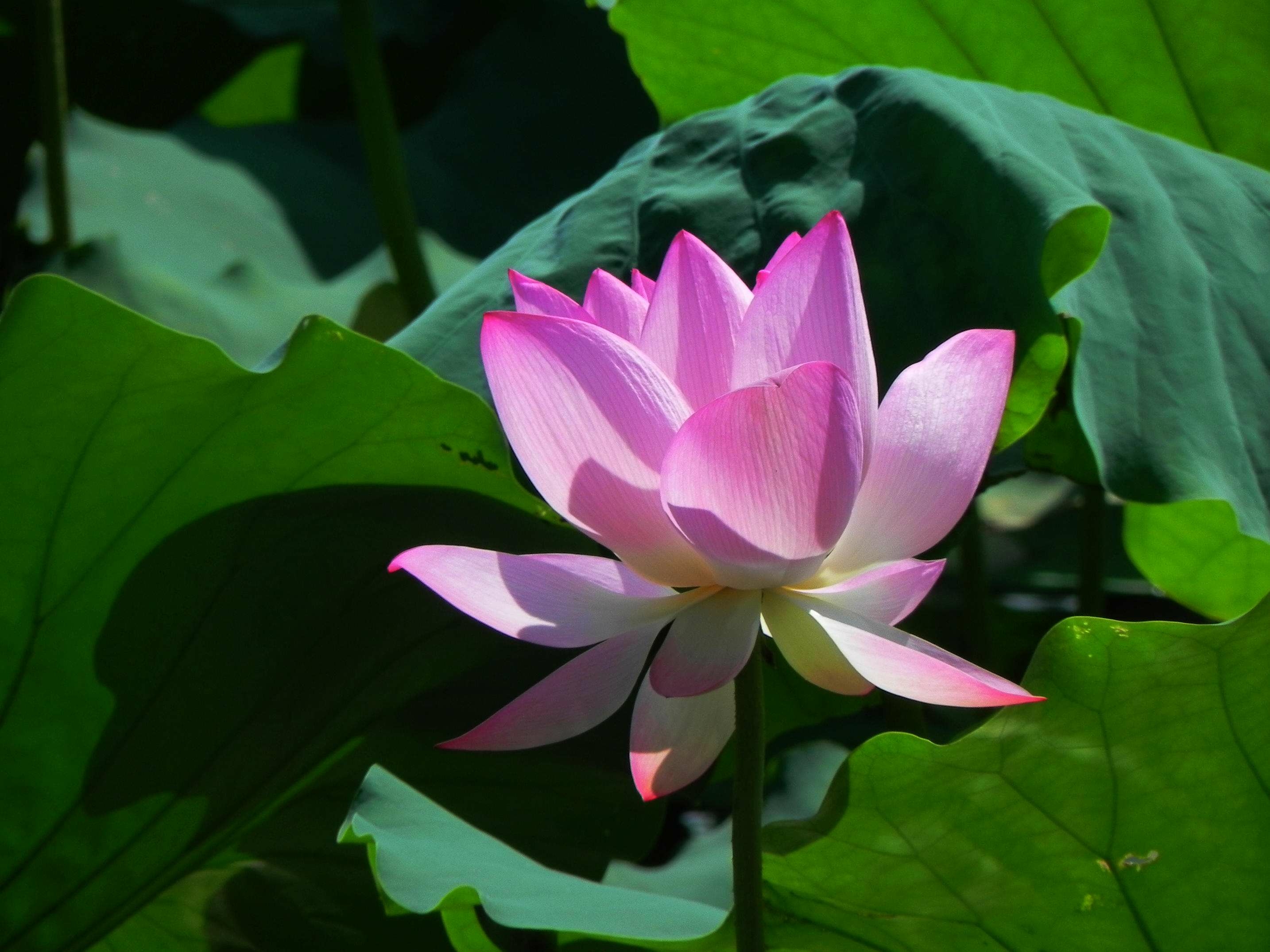 首发大暑赏荷花清凉伴消夏