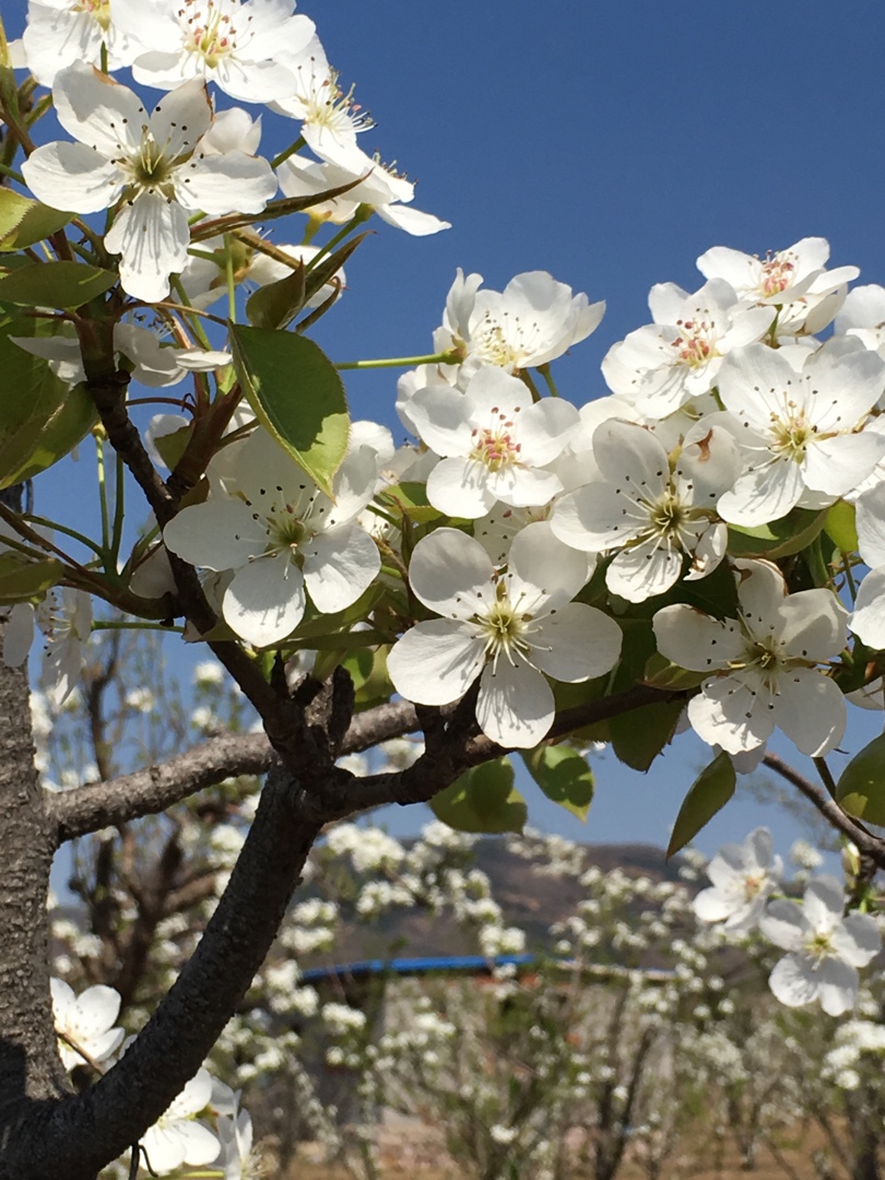 "春之歌"-《梨花与春天有约》手机摄影大赛# 听雨:2018年四月锦州北镇