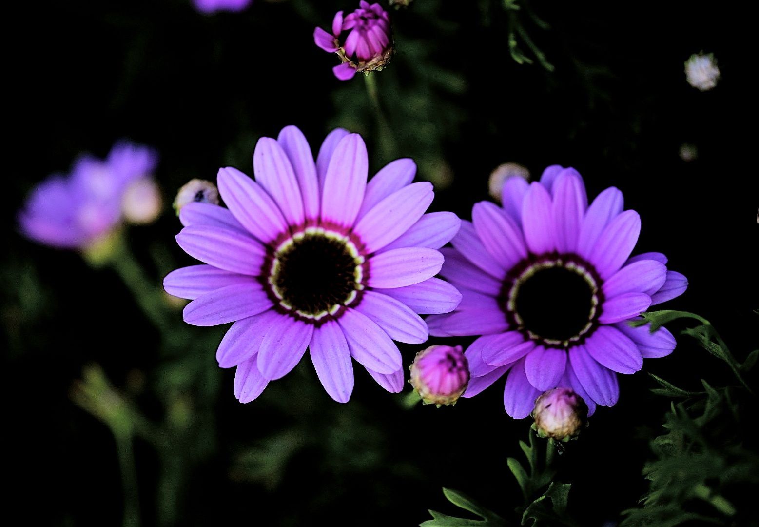 木茼蒿花开艳丽夺目