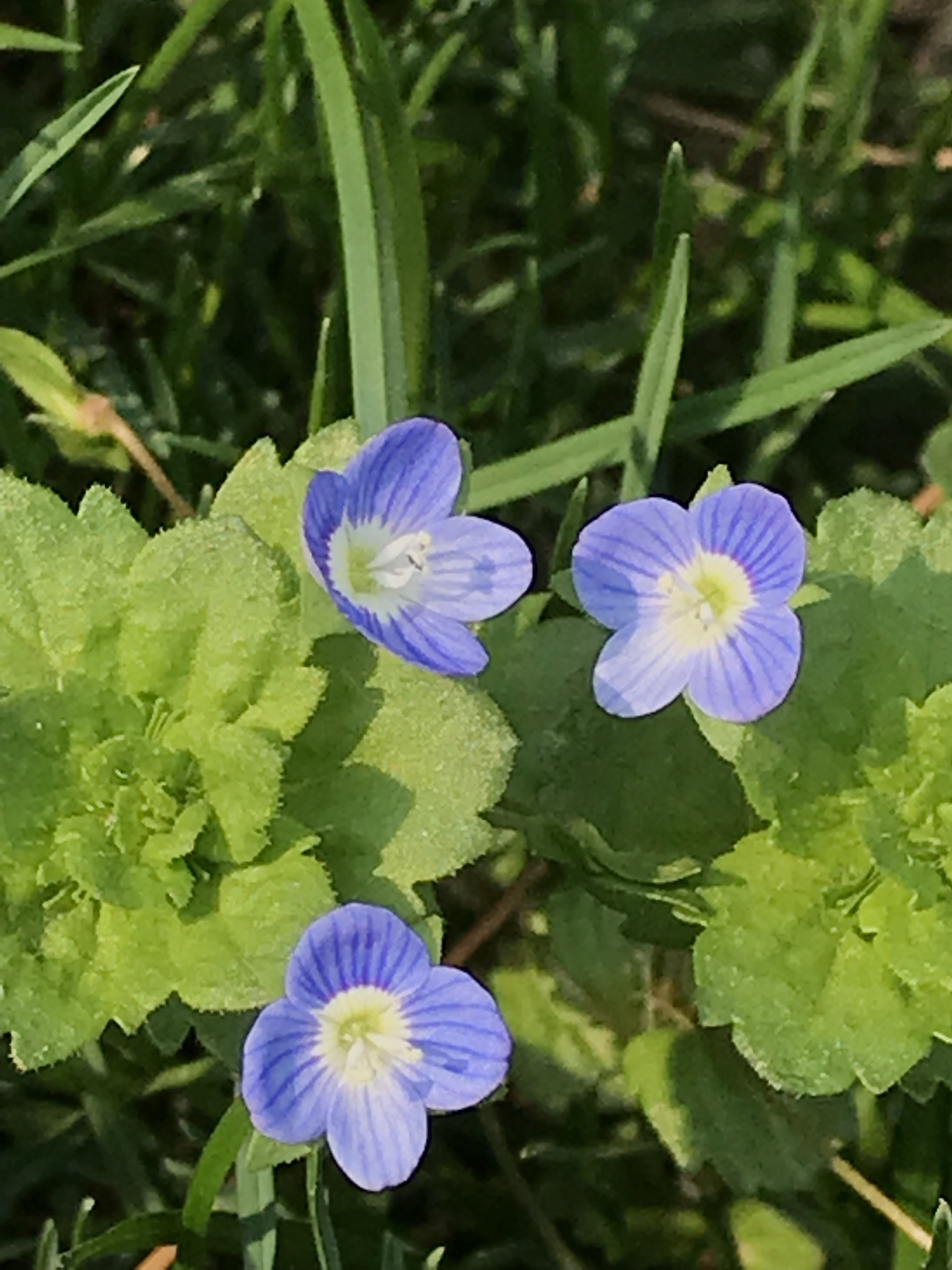河边的野花首发