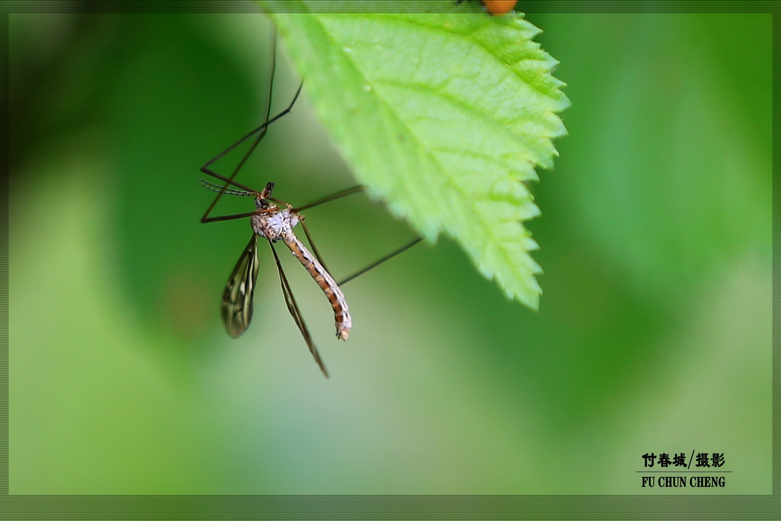原创首发昆虫摄影之十五蚊蛉