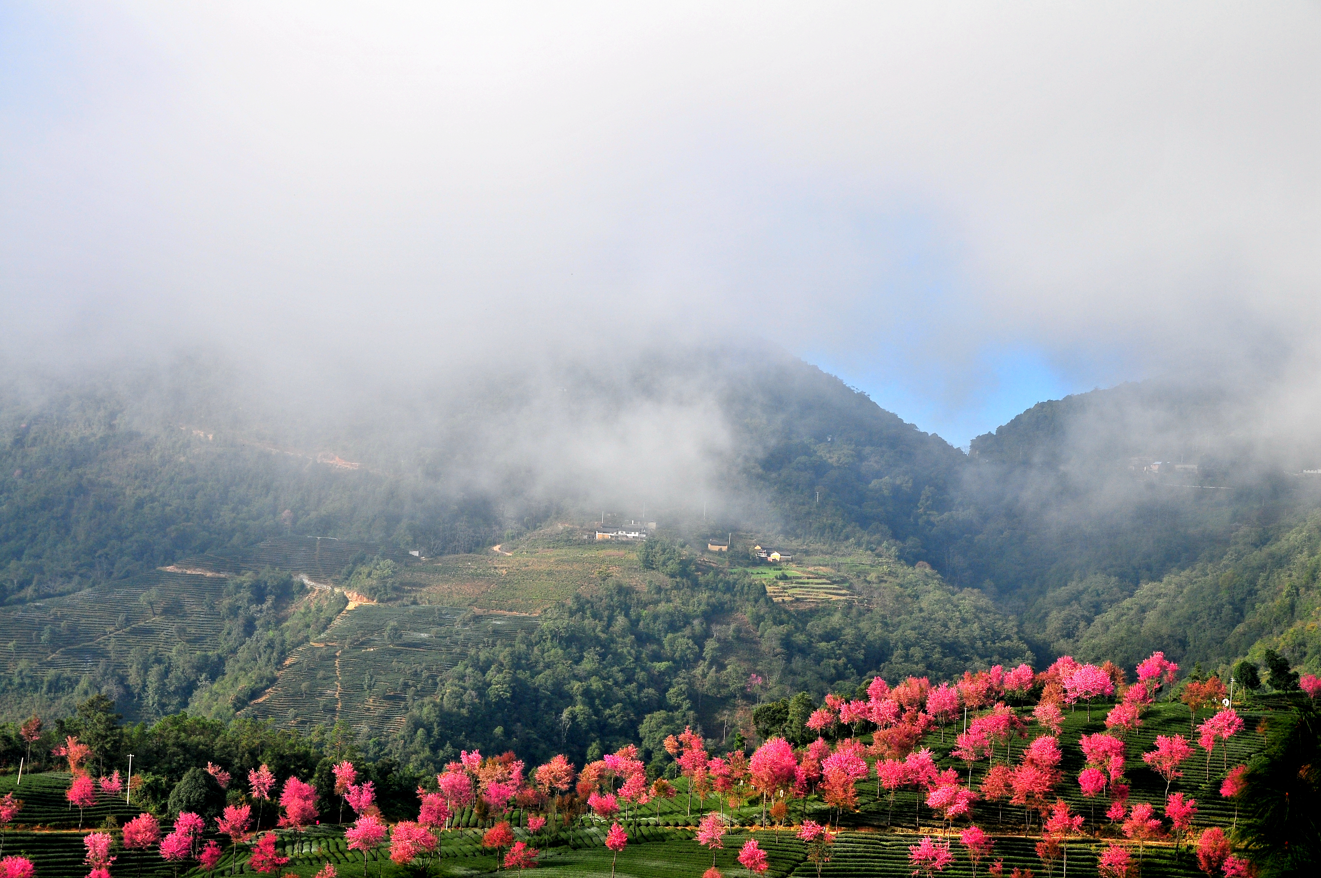 南涧樱花谷.层层绿色的茶山,点缀着粉红的冬樱花.